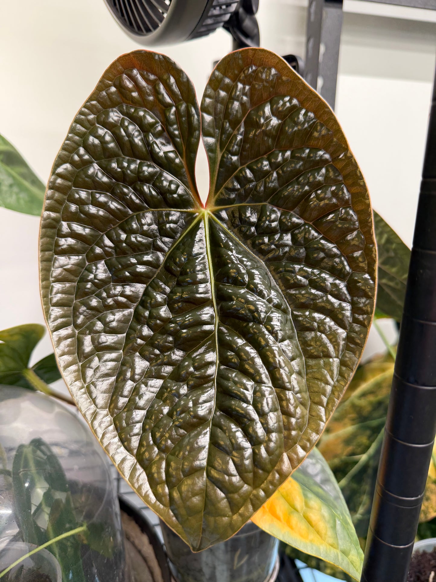 Variegated forgetii x lux (a)