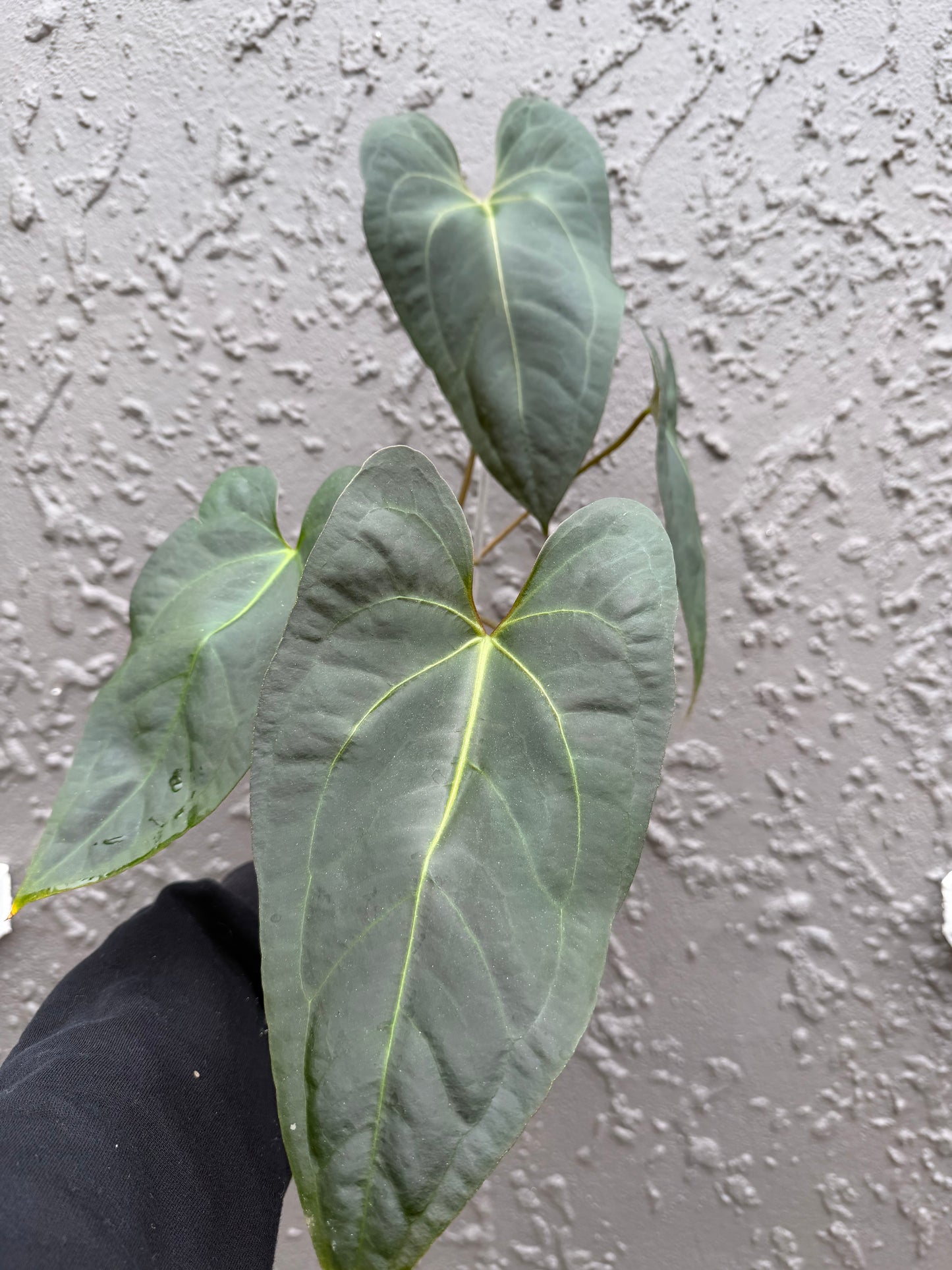 Black Sensation x Papillilaminum