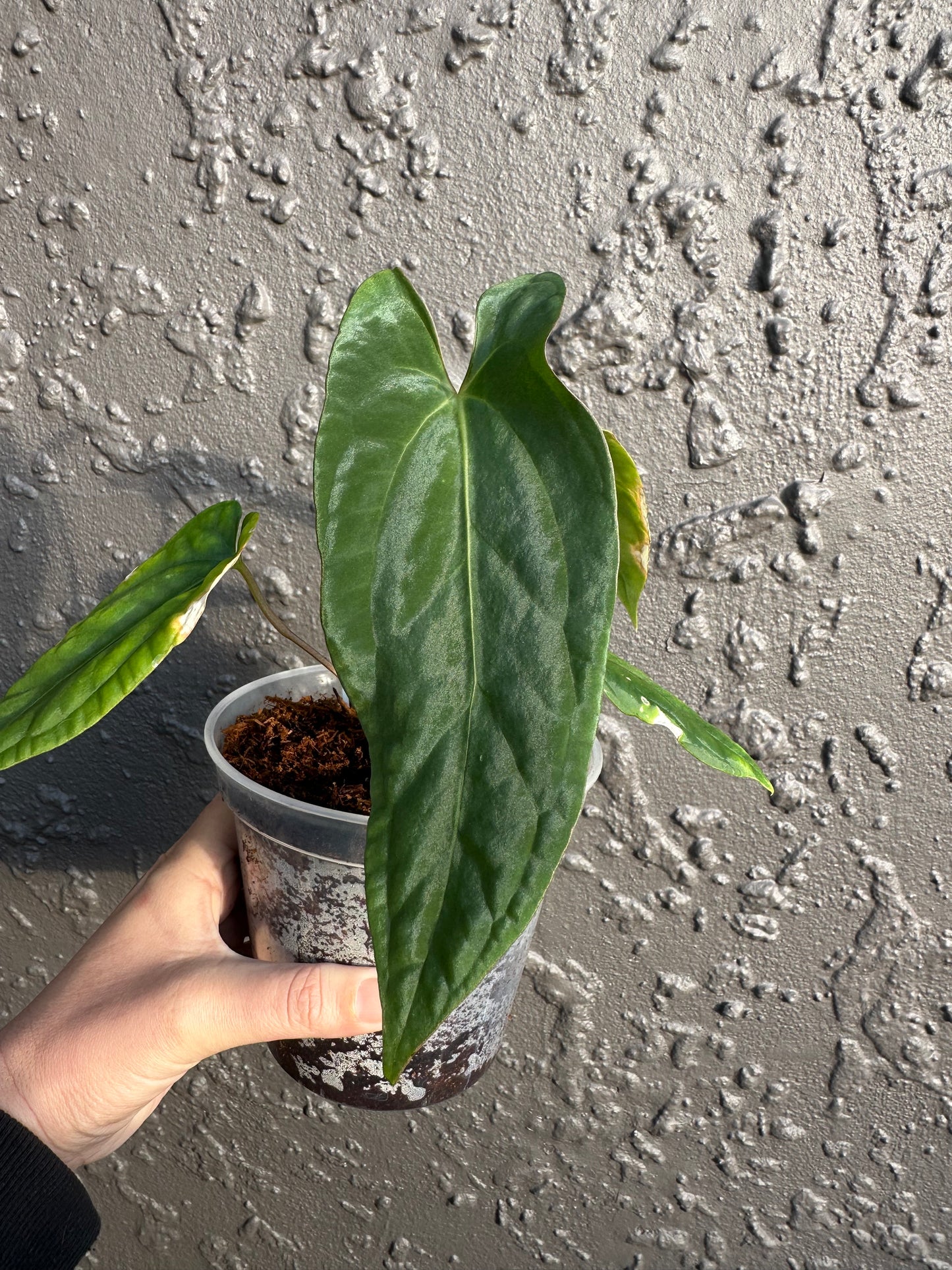 NSE Portillae x Antolakii (a)