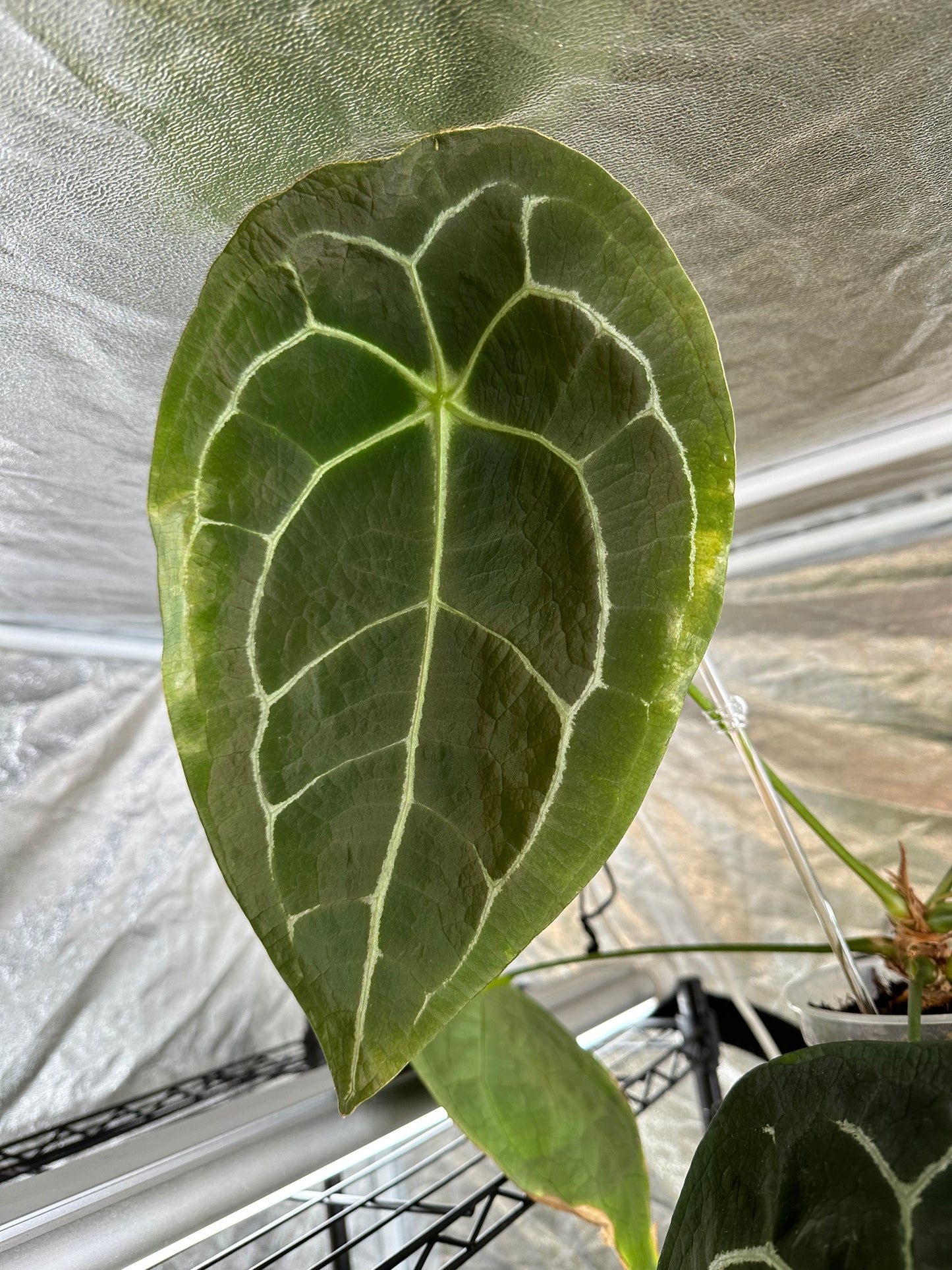 Anthurium Astraea