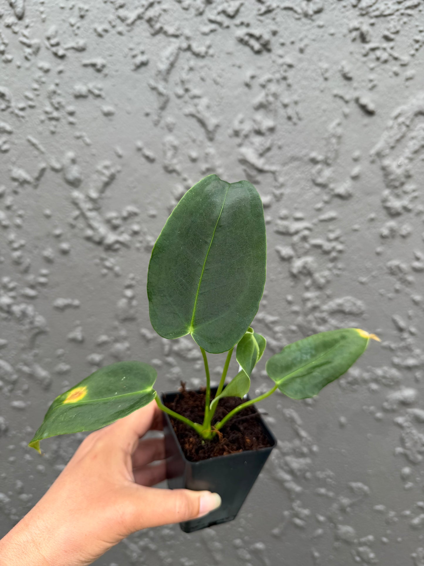 anthurium nutibara sp (c)