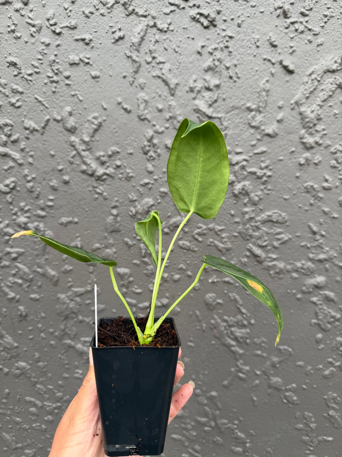 anthurium nutibara sp (c)