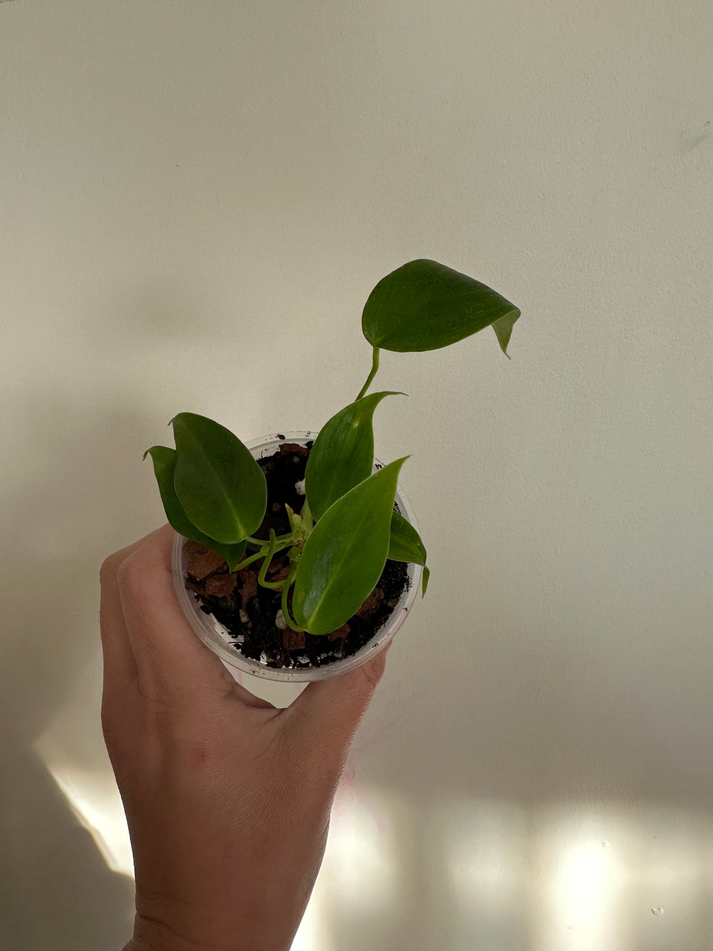 philodendron esmeraldense (d)