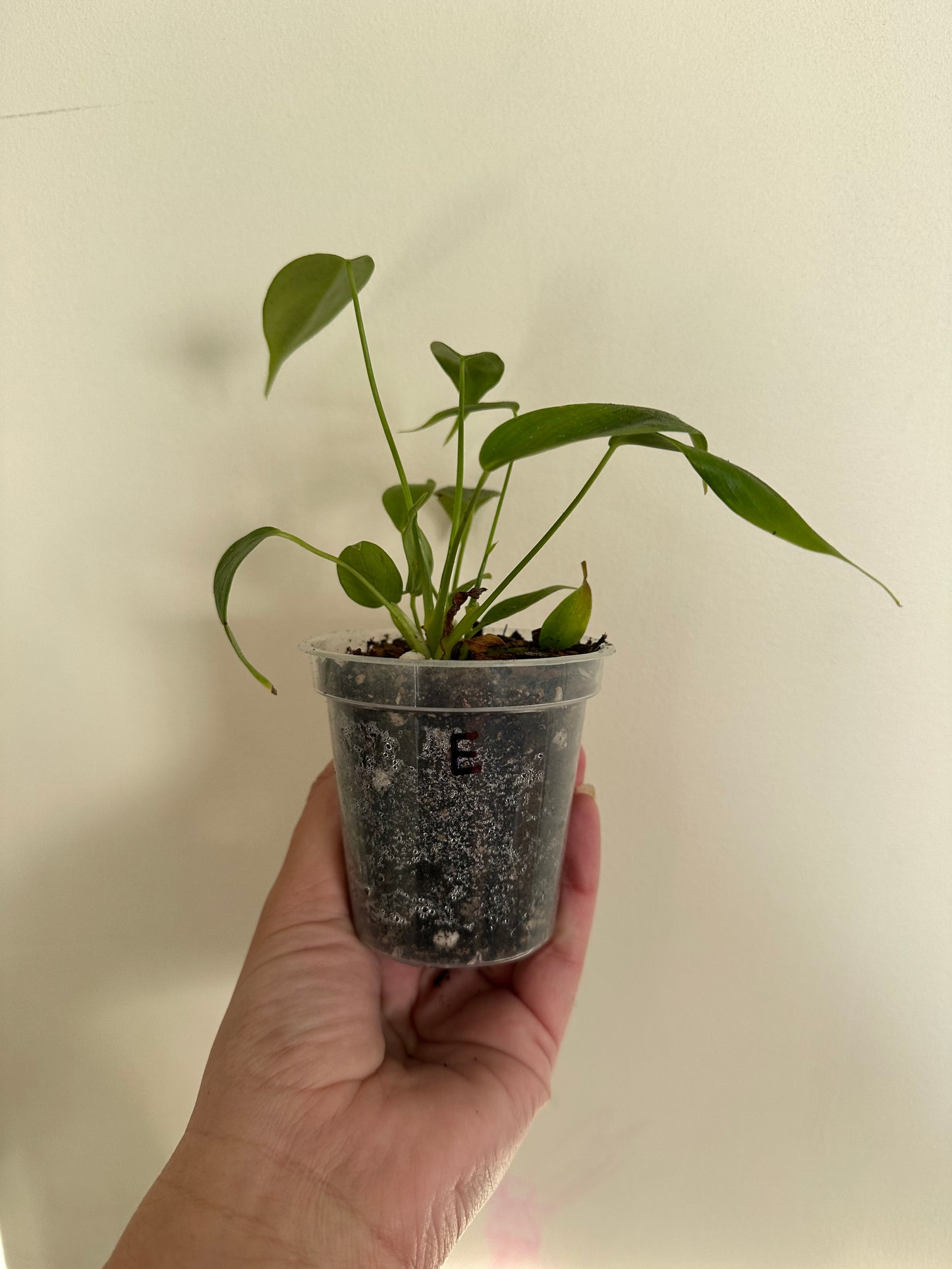 philodendron esmeraldense (e)