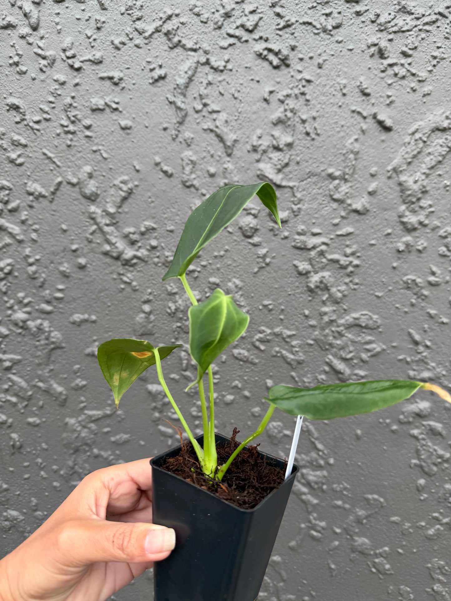 anthurium nutibara sp (c)