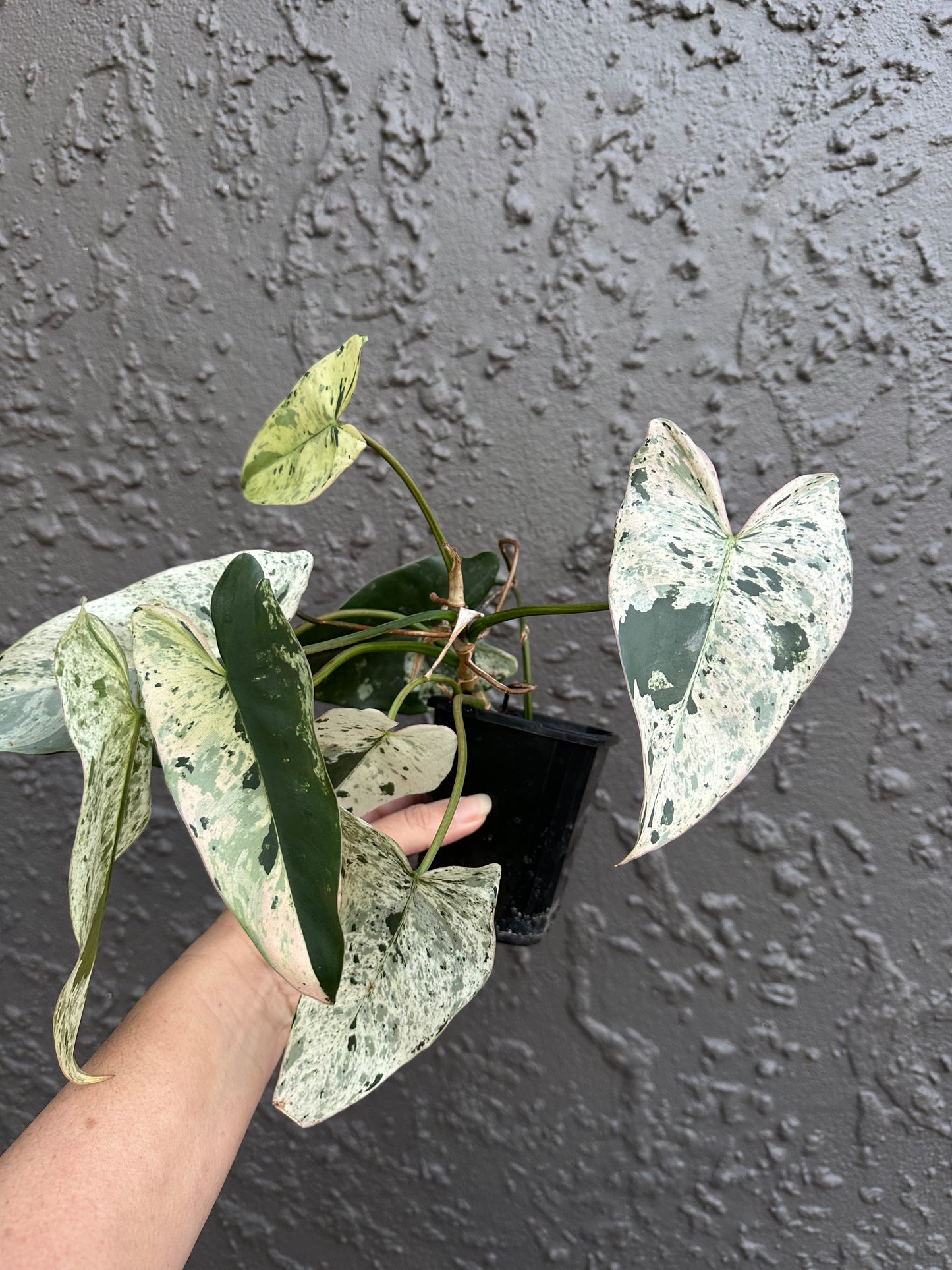 Philodendron imbe