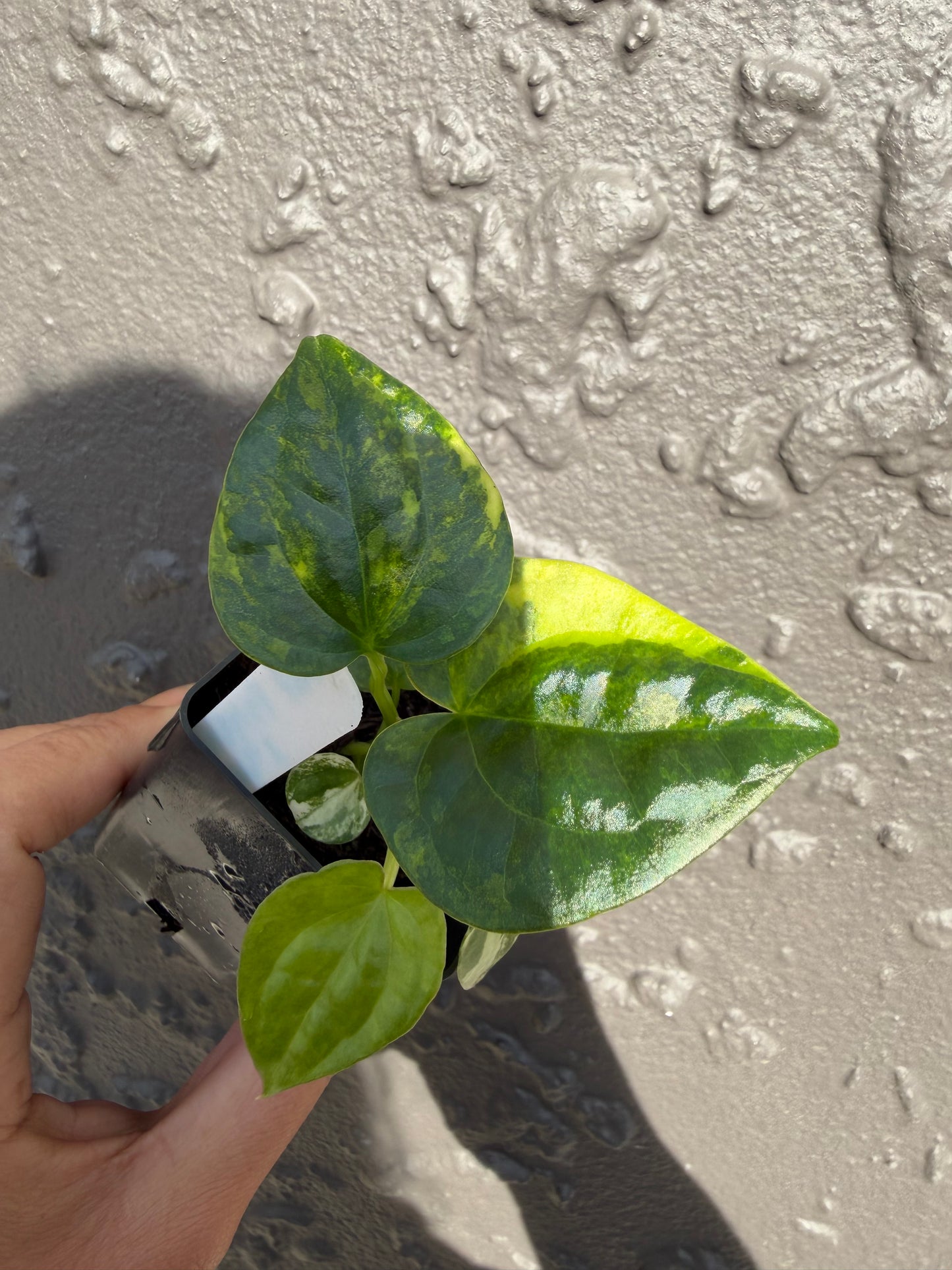 Variegated forgetii x lux (b)