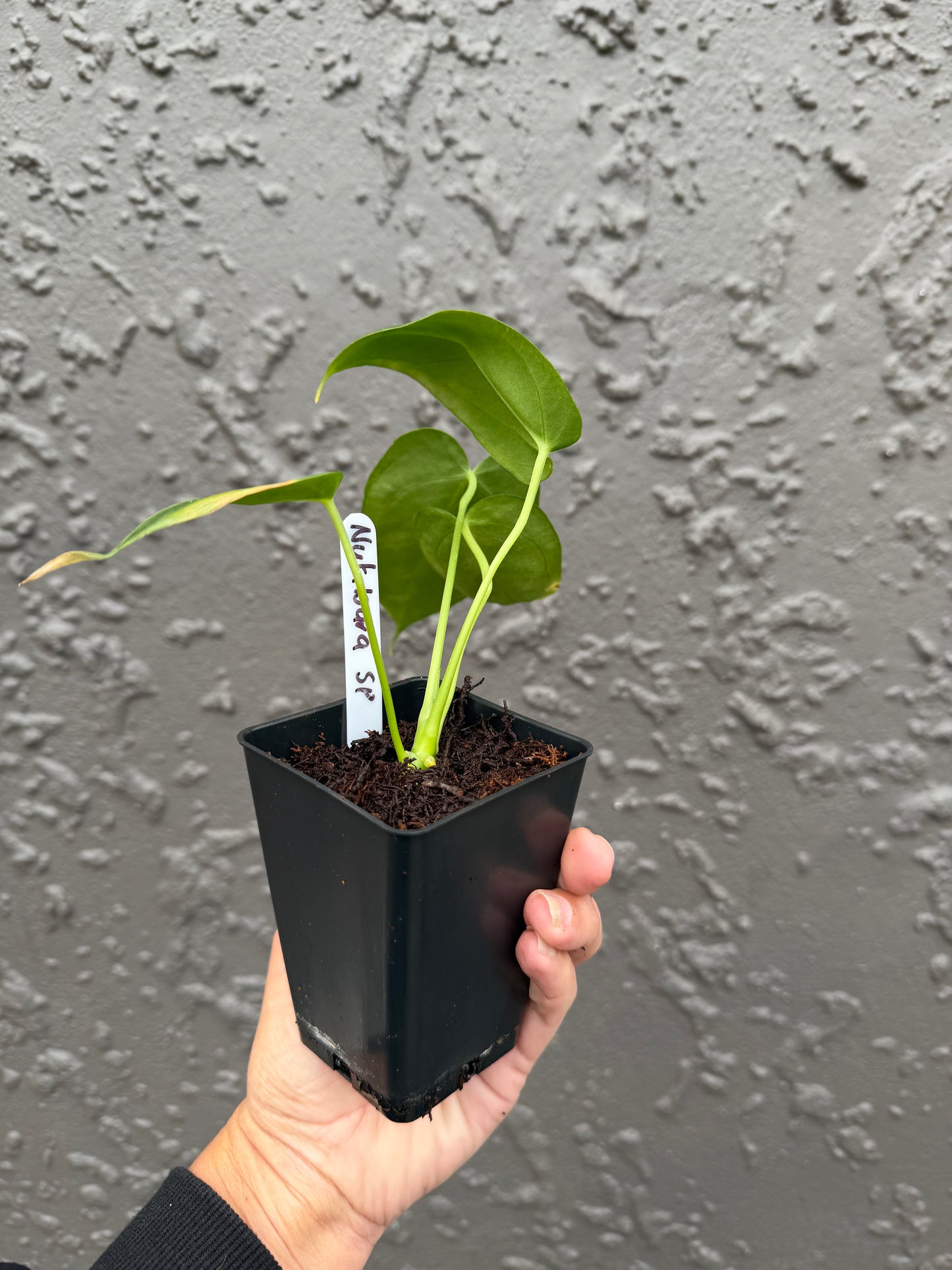 anthurium nutibara sp (b)