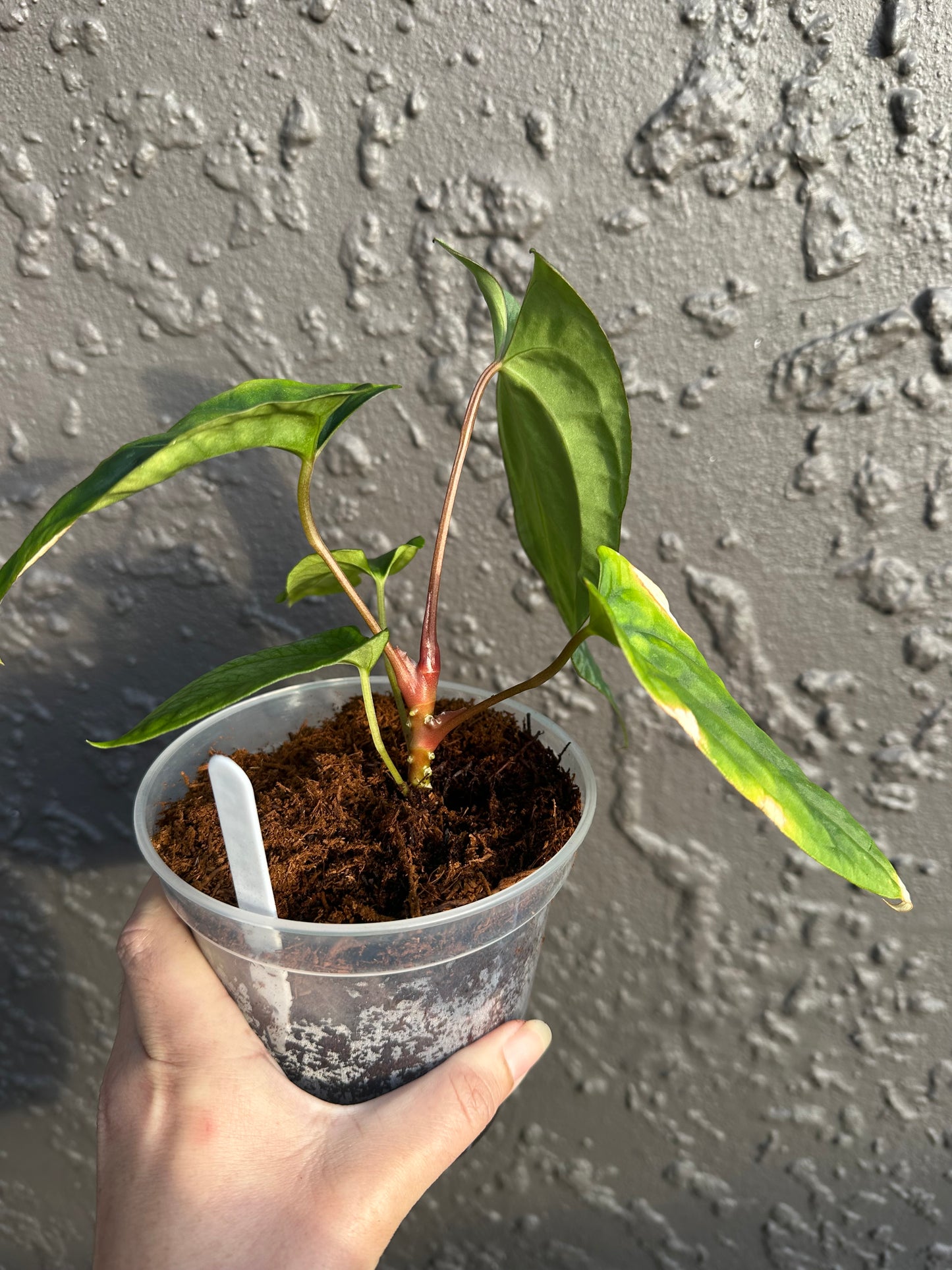 NSE Portillae x Antolakii (a)