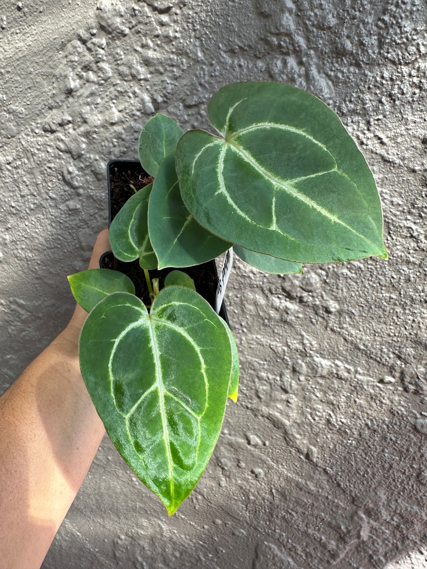 Anthurium Velvet Star