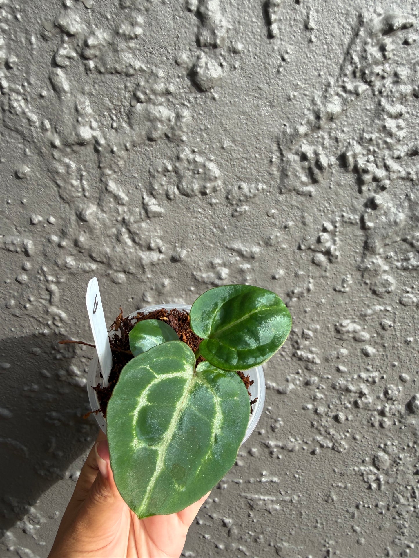 SKG Silver red Crystallinum x Michelle -A