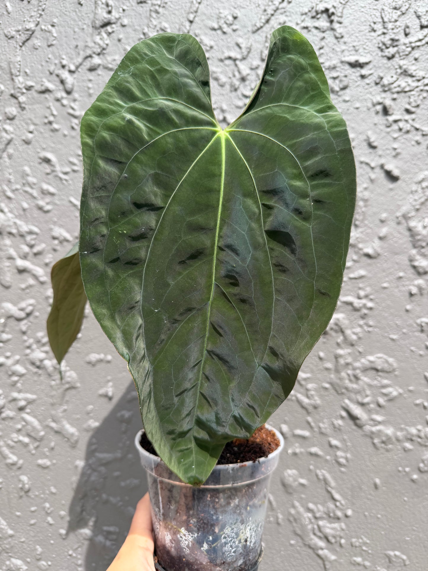 Anthurium Papi dress x dark mama X skg papi gatorbod- 4 germinated seeds