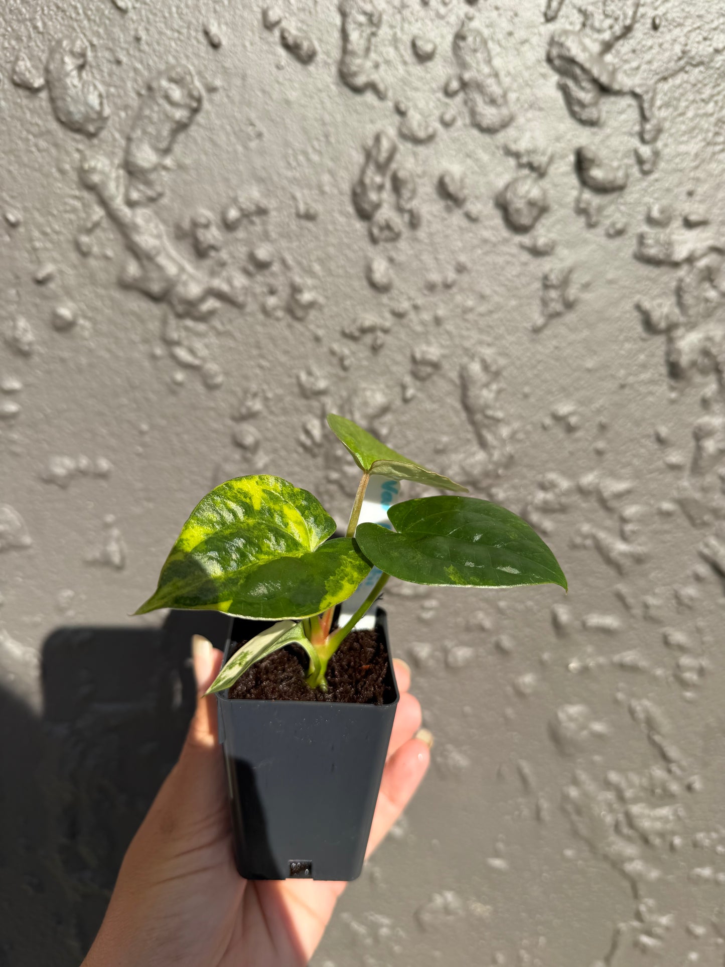 Variegated forgetii x lux (a)