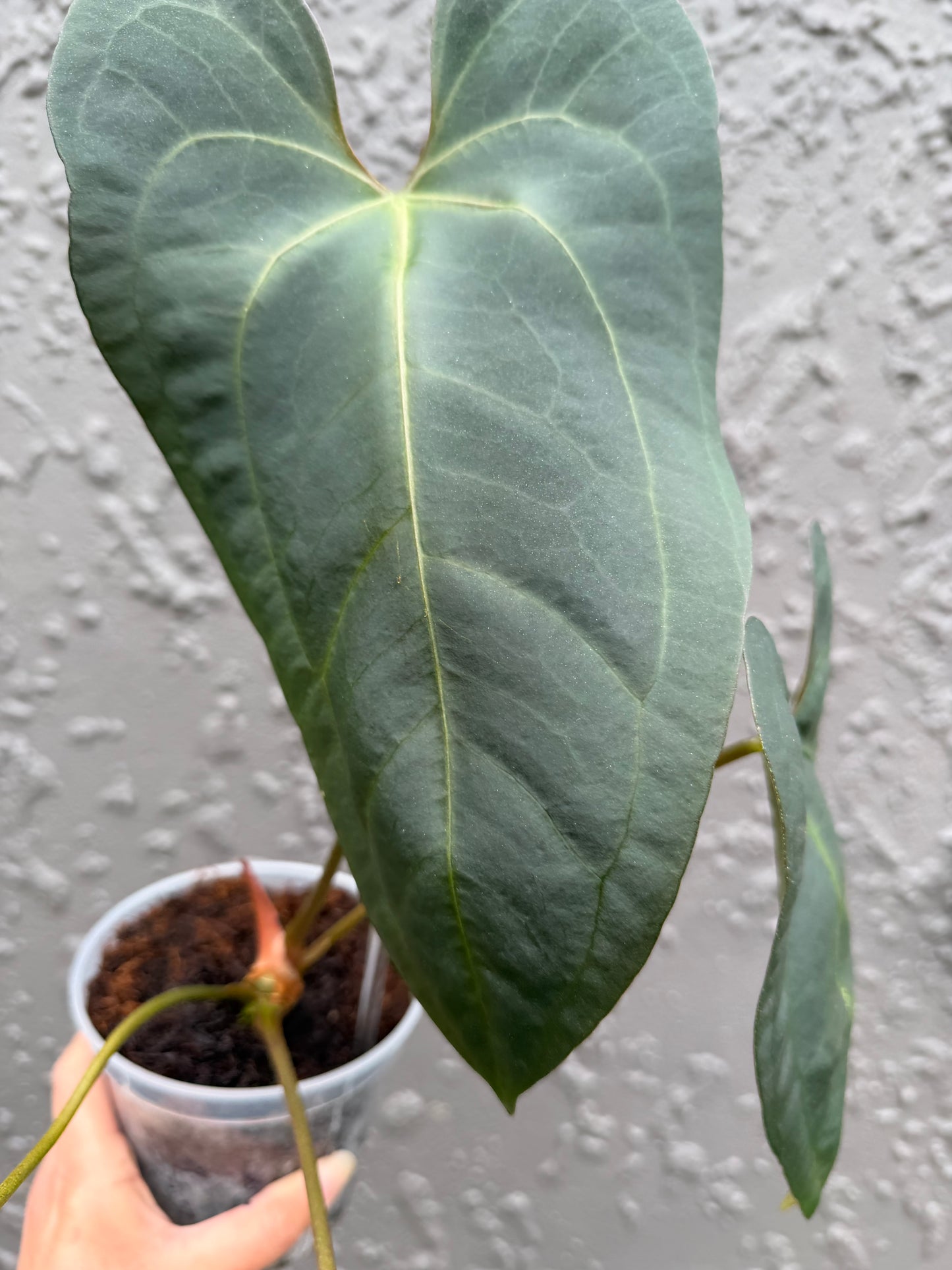 Black Sensation x Papillilaminum
