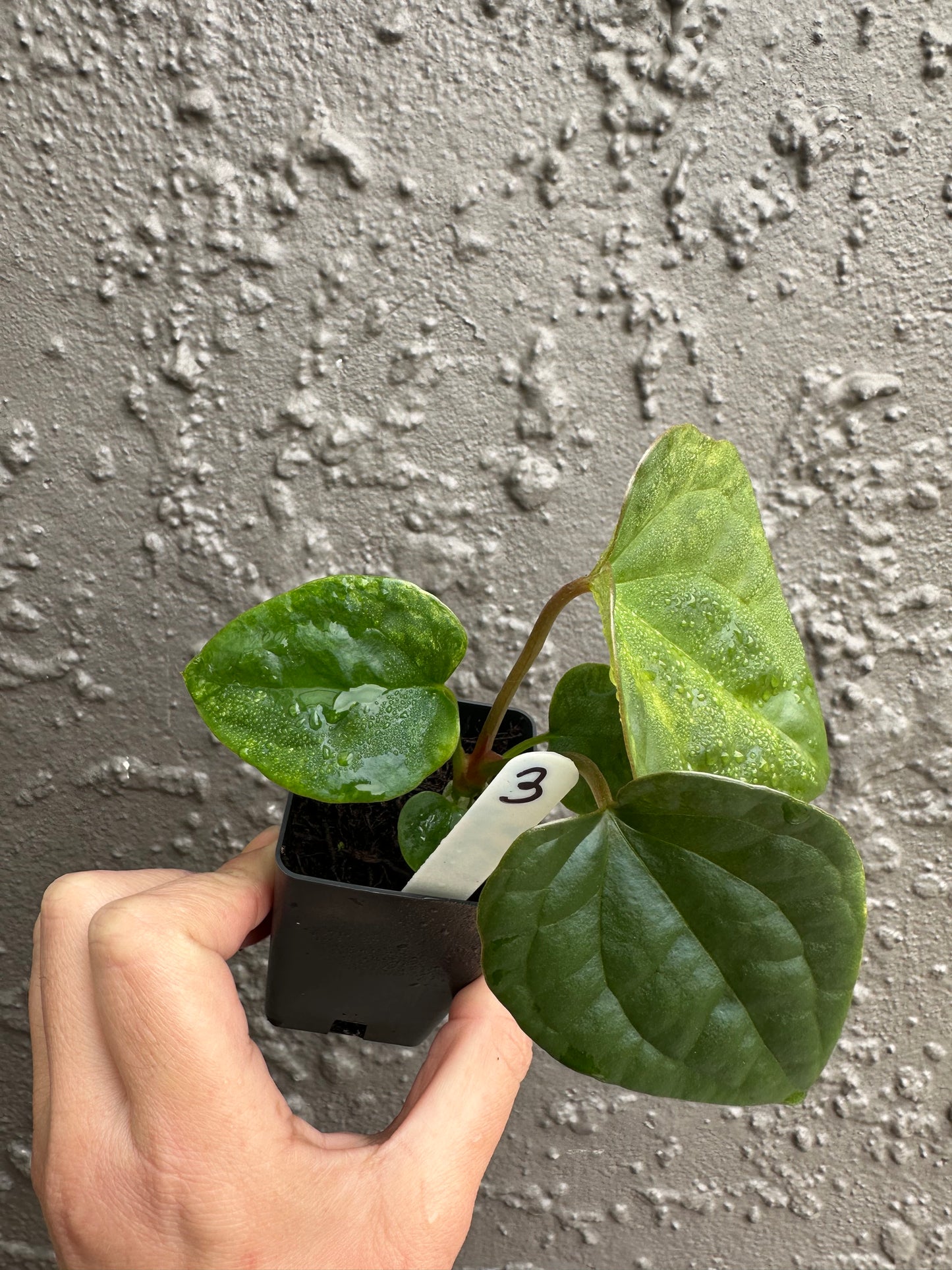 Variegated forgetii x lux (3)