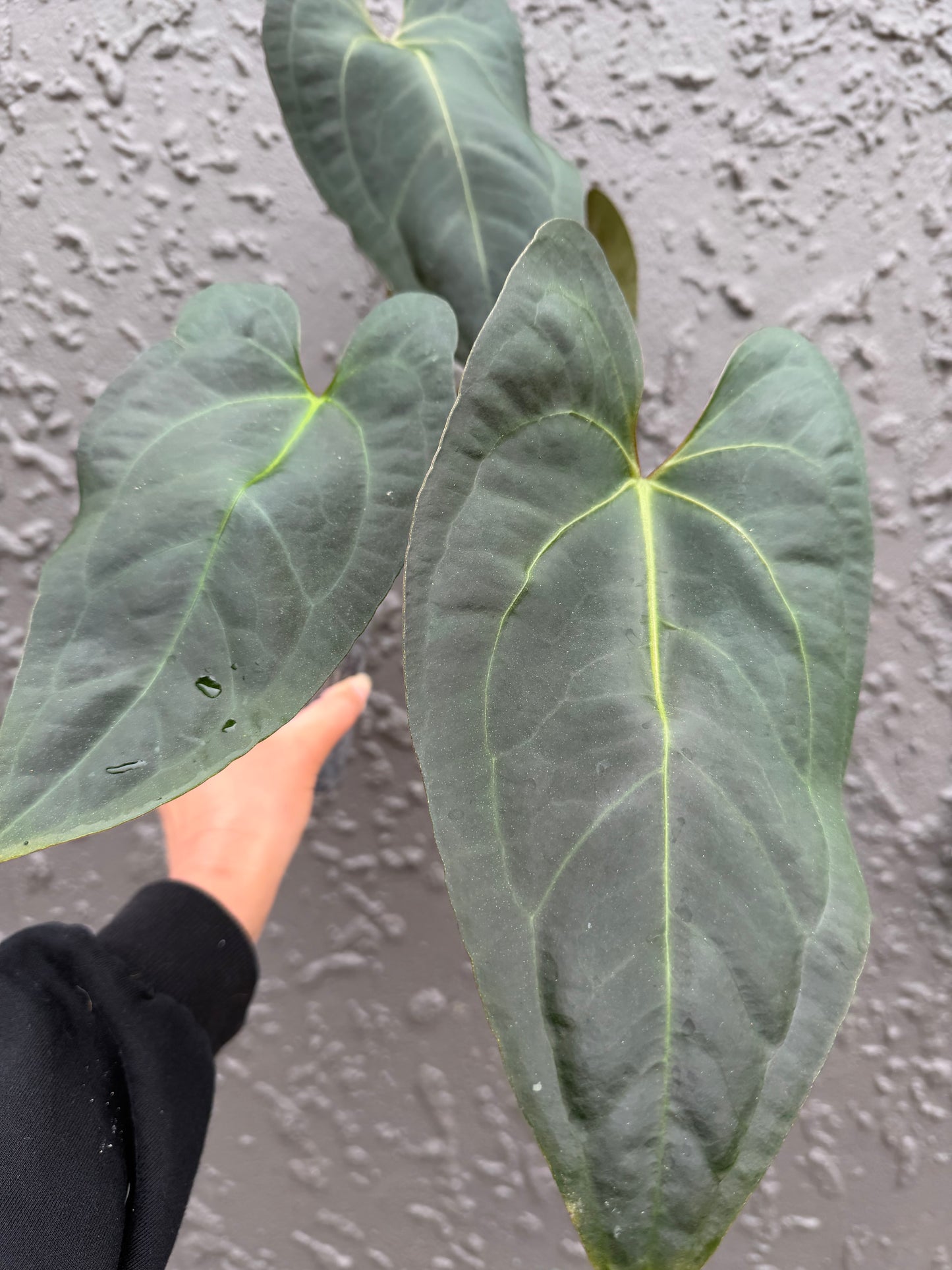 Black Sensation x Papillilaminum