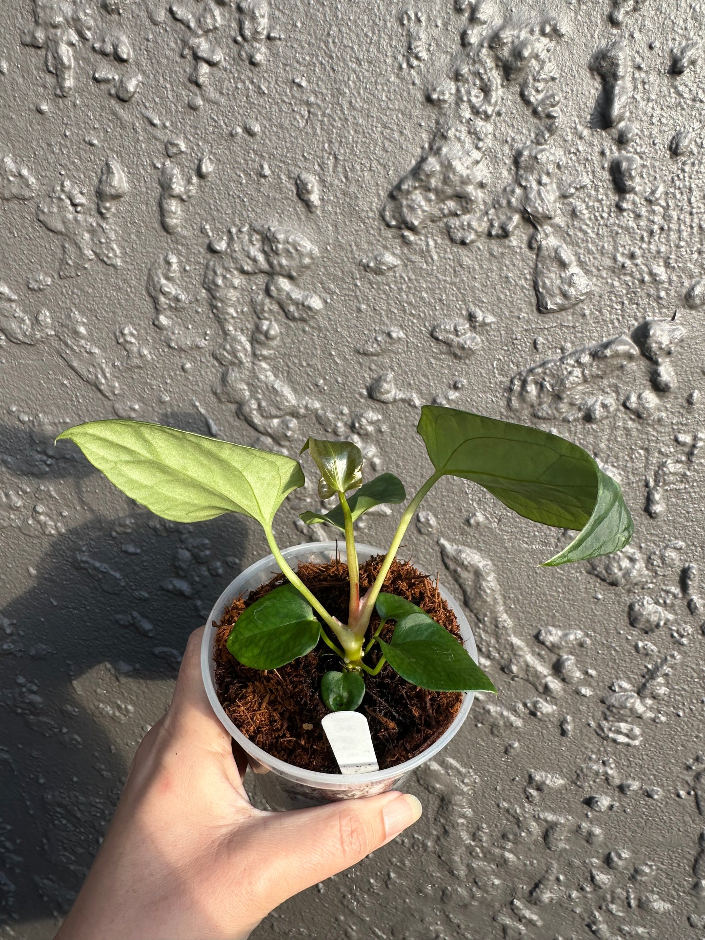 NSE Portillae x Antolakii (b)