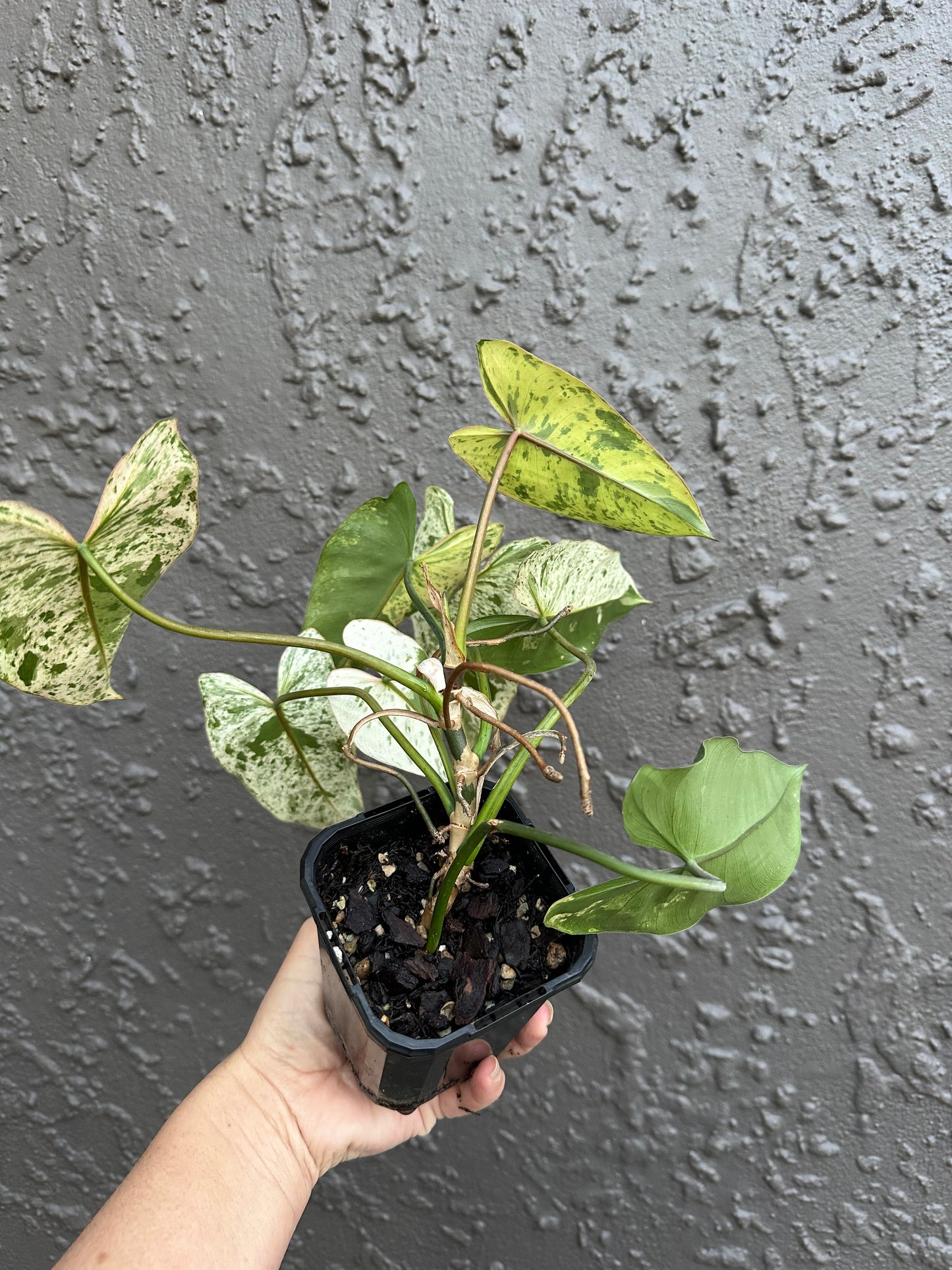 Philodendron imbe