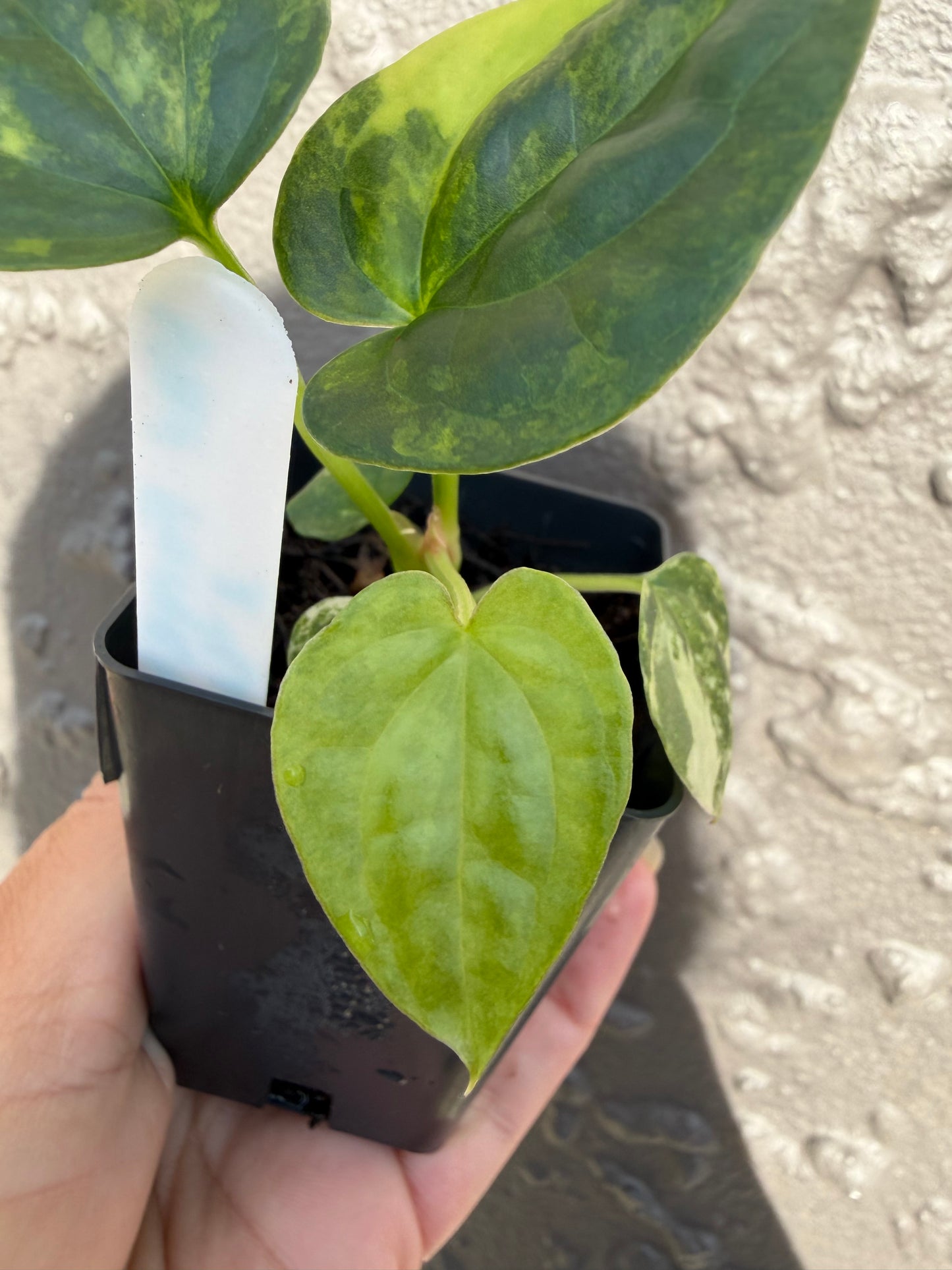 Variegated forgetii x lux (b)
