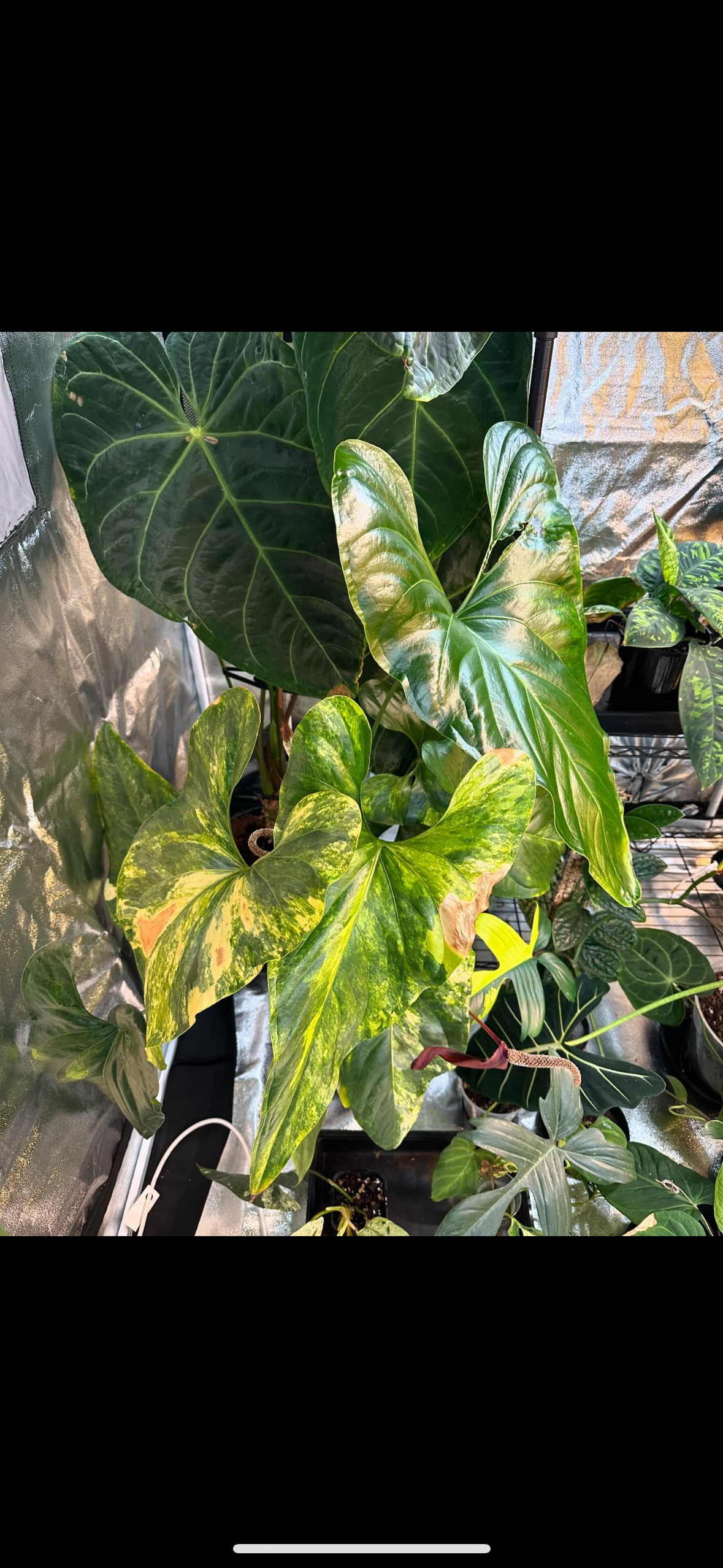 Anthurium Watermaliense (green)