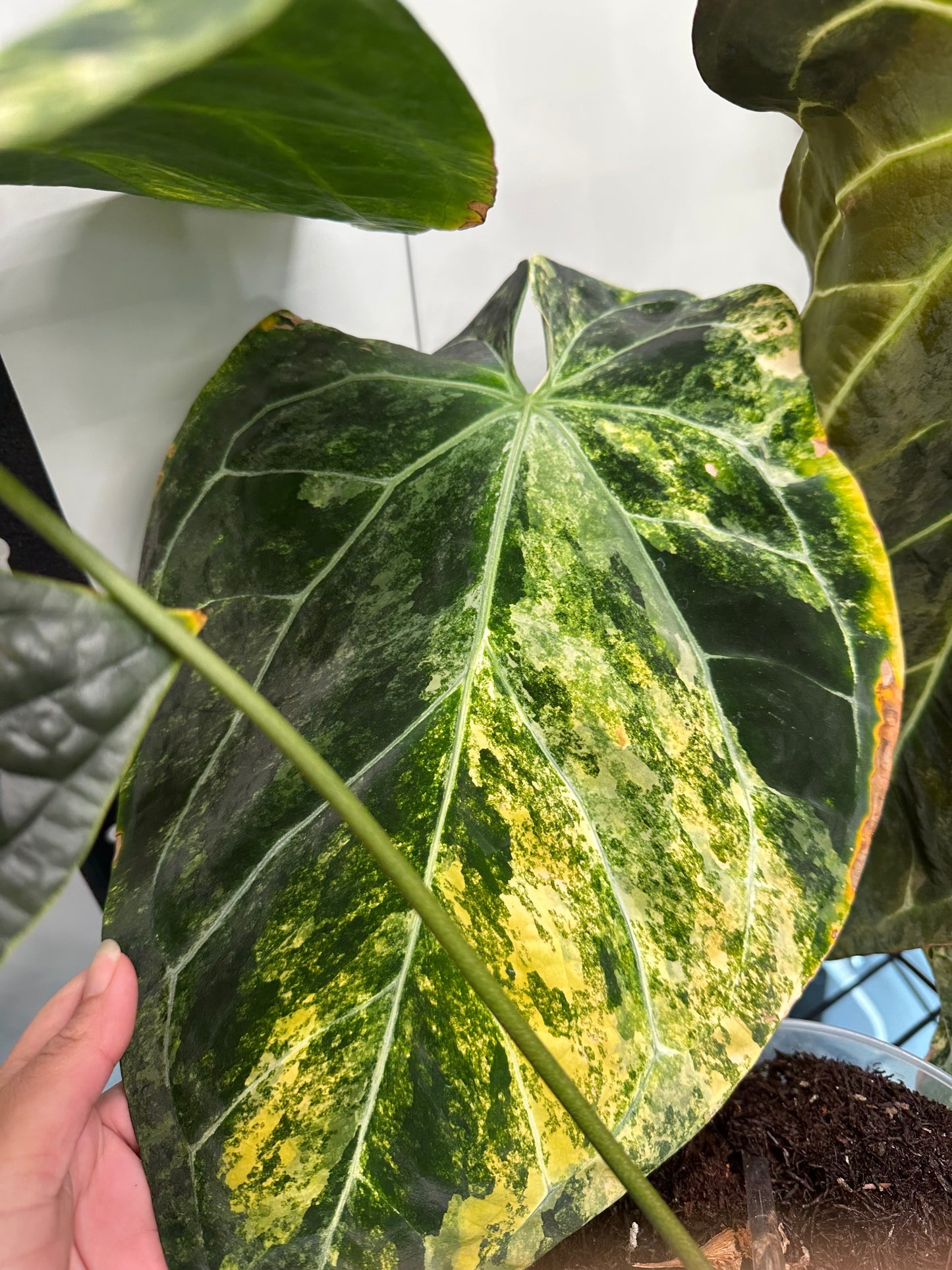 Variegated Forgetii x Luxurians (1)