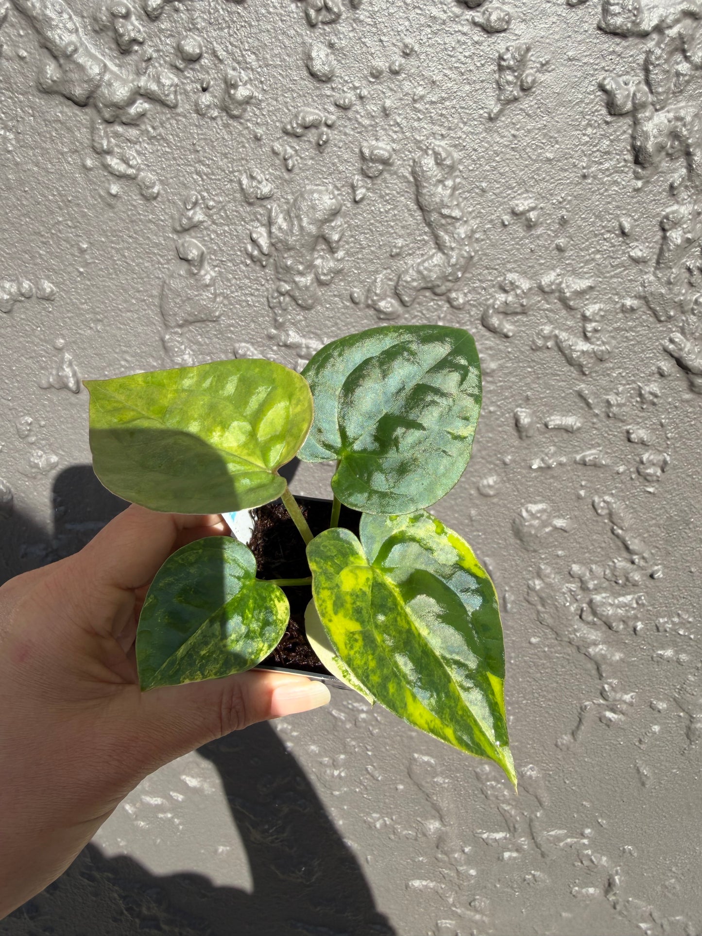 Variegated forgetii x lux (a)