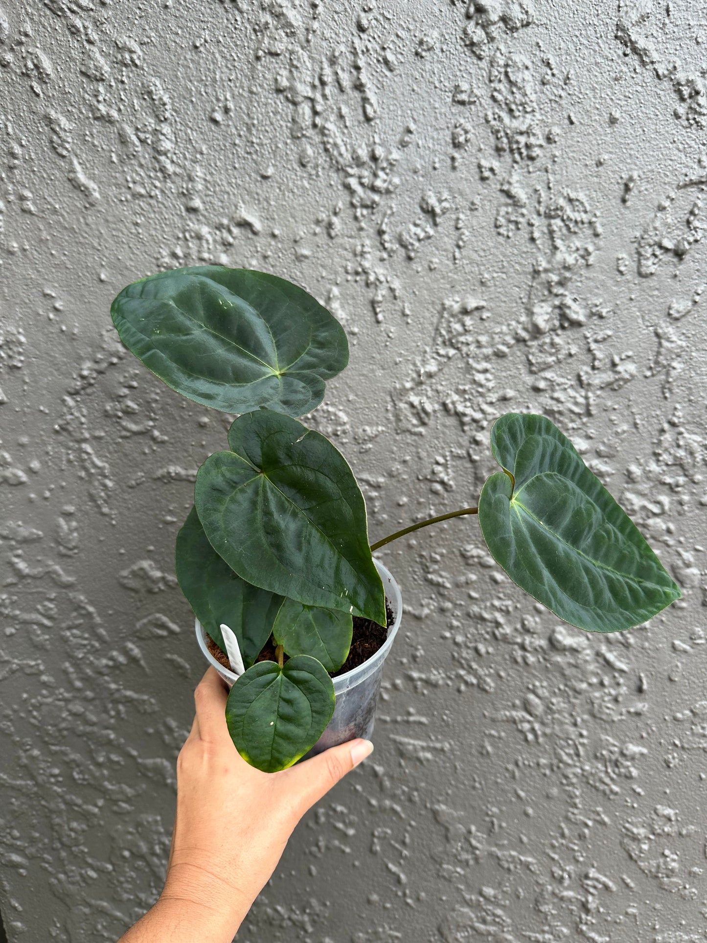 AoS x papi RA6