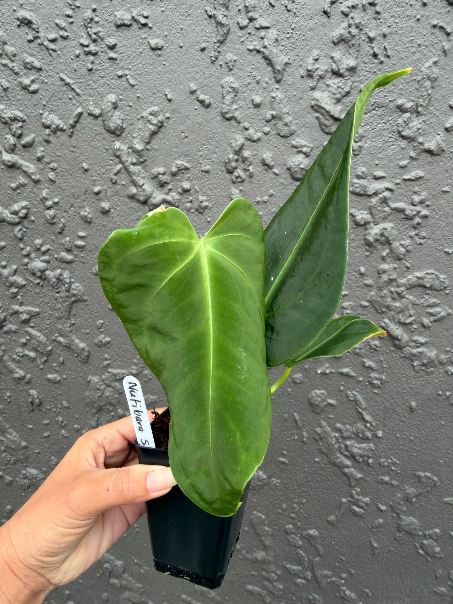 anthurium nutibara sp (a)