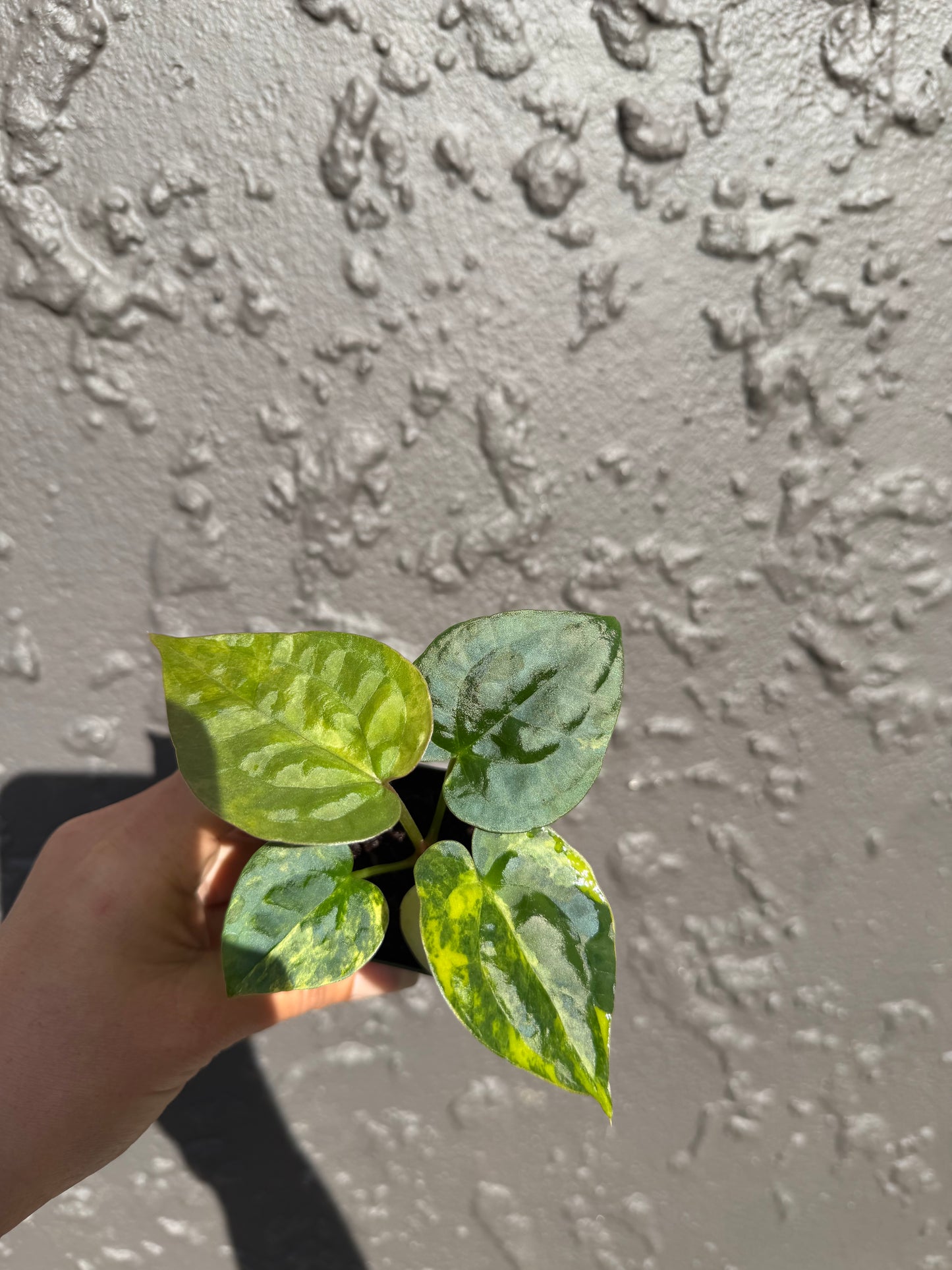 Variegated forgetii x lux (a)