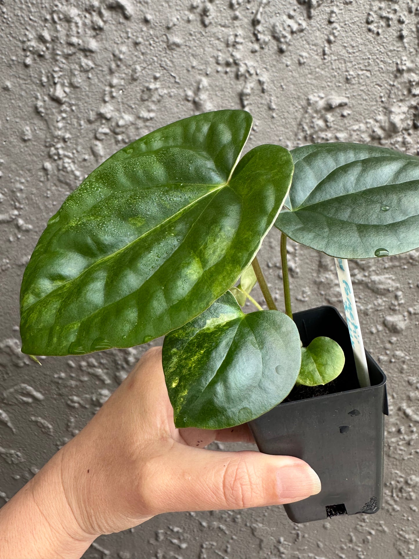 Variegated forgetii x lux (2)