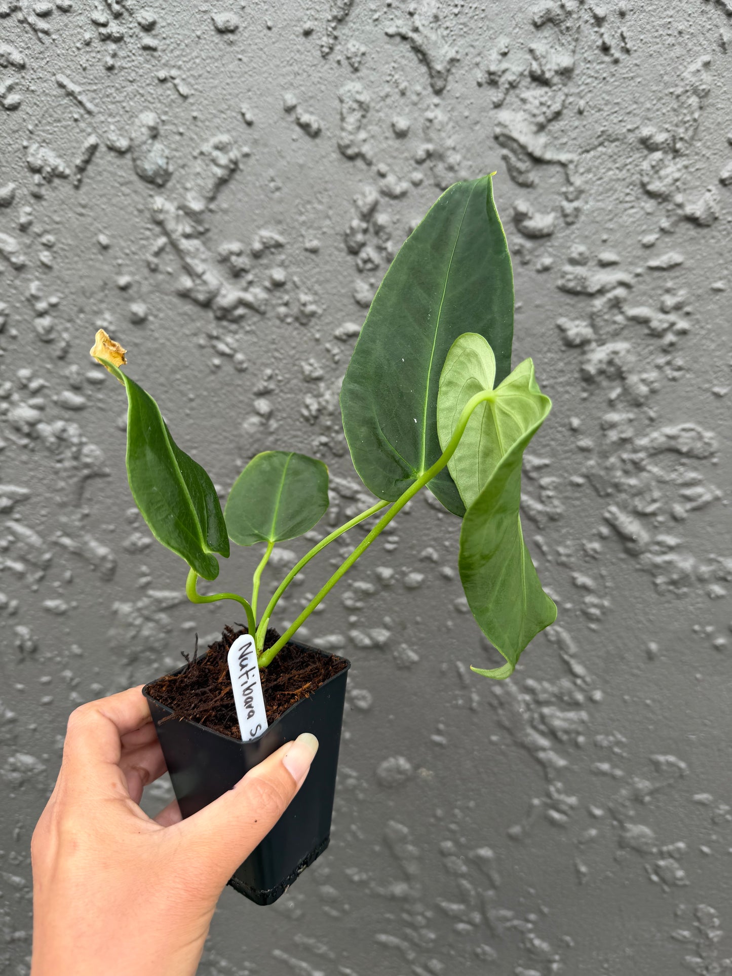 anthurium nutibara sp (a)