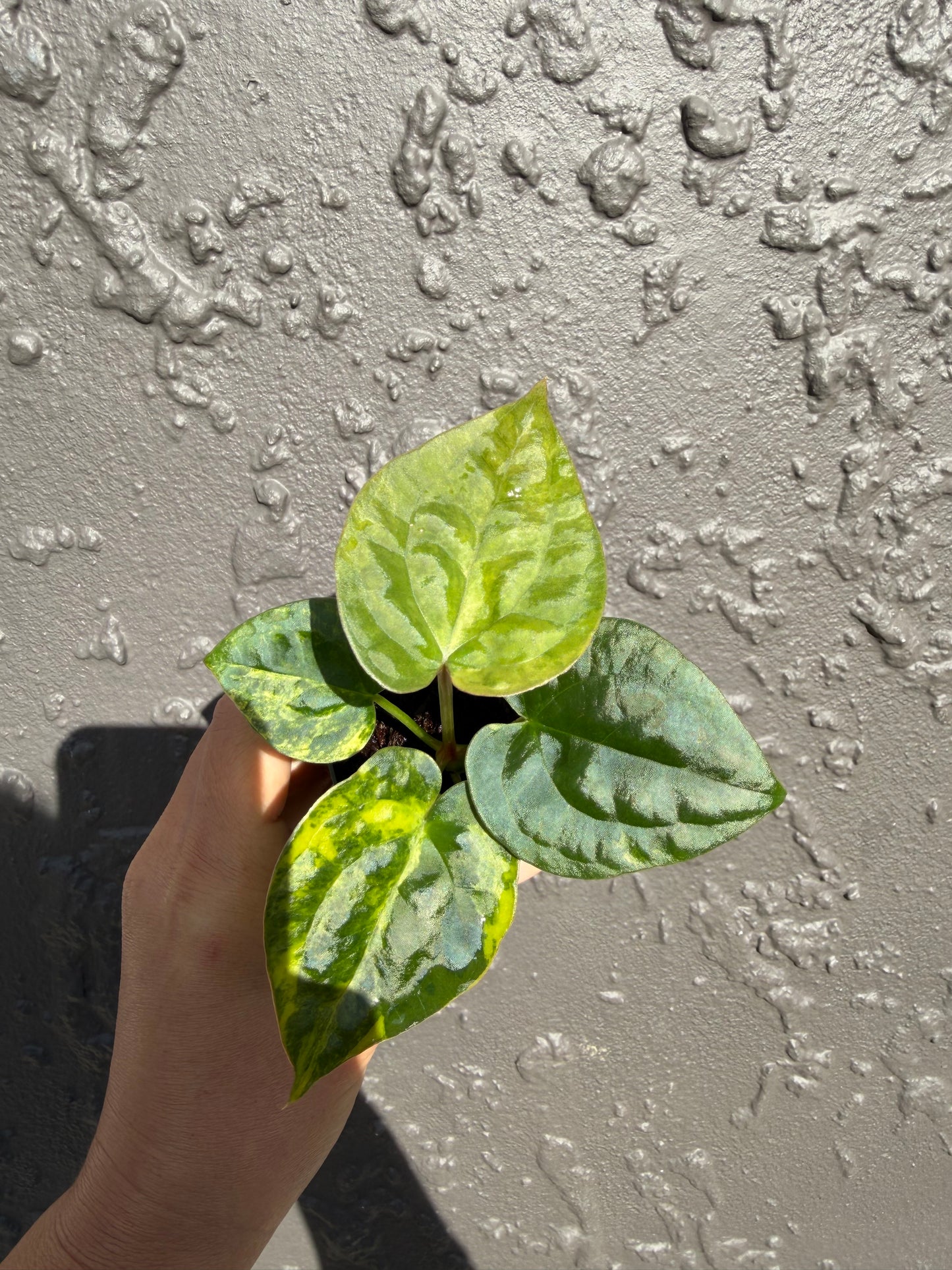 Variegated forgetii x lux (a)