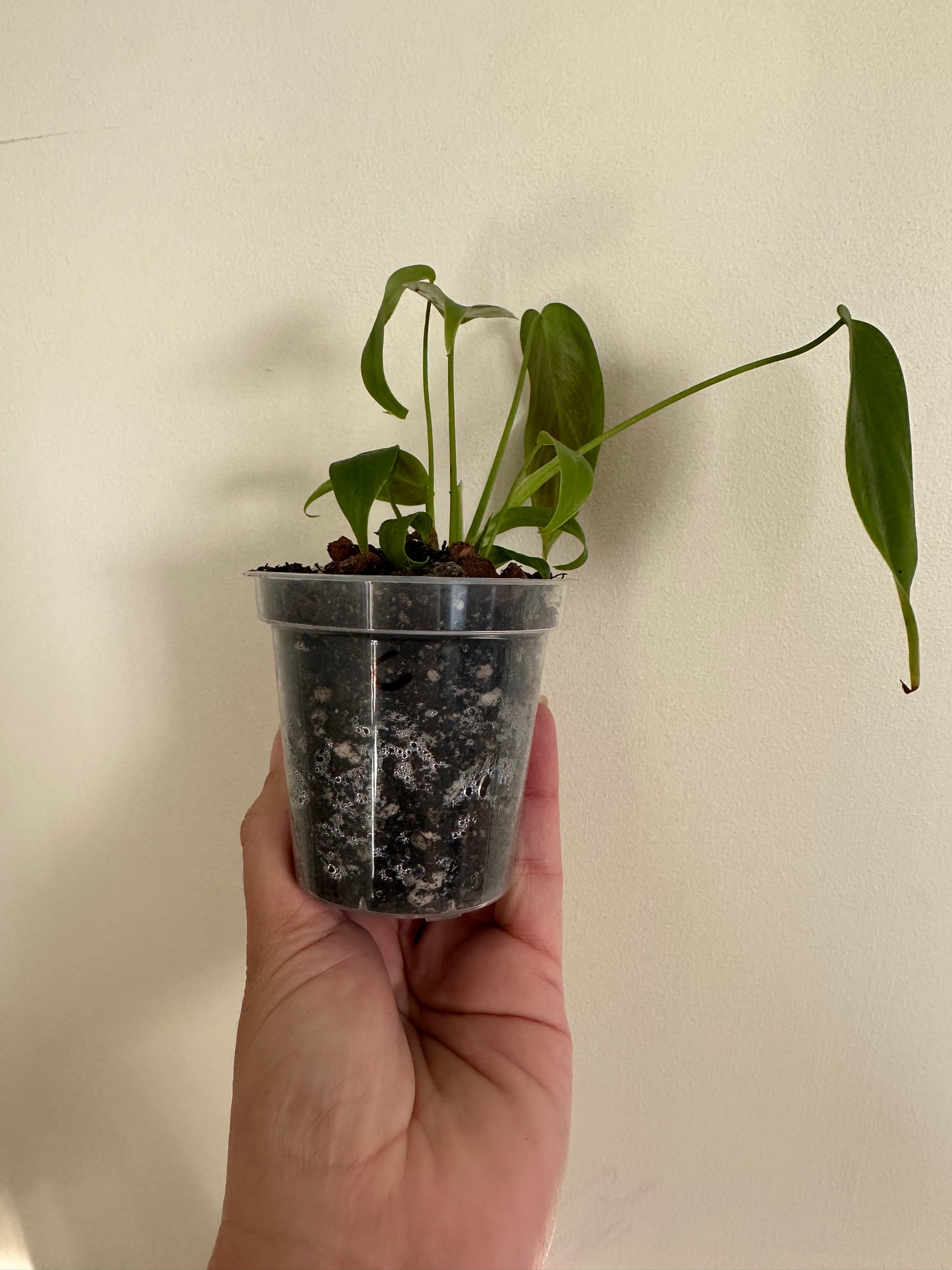 philodendron esmeraldense (c)
