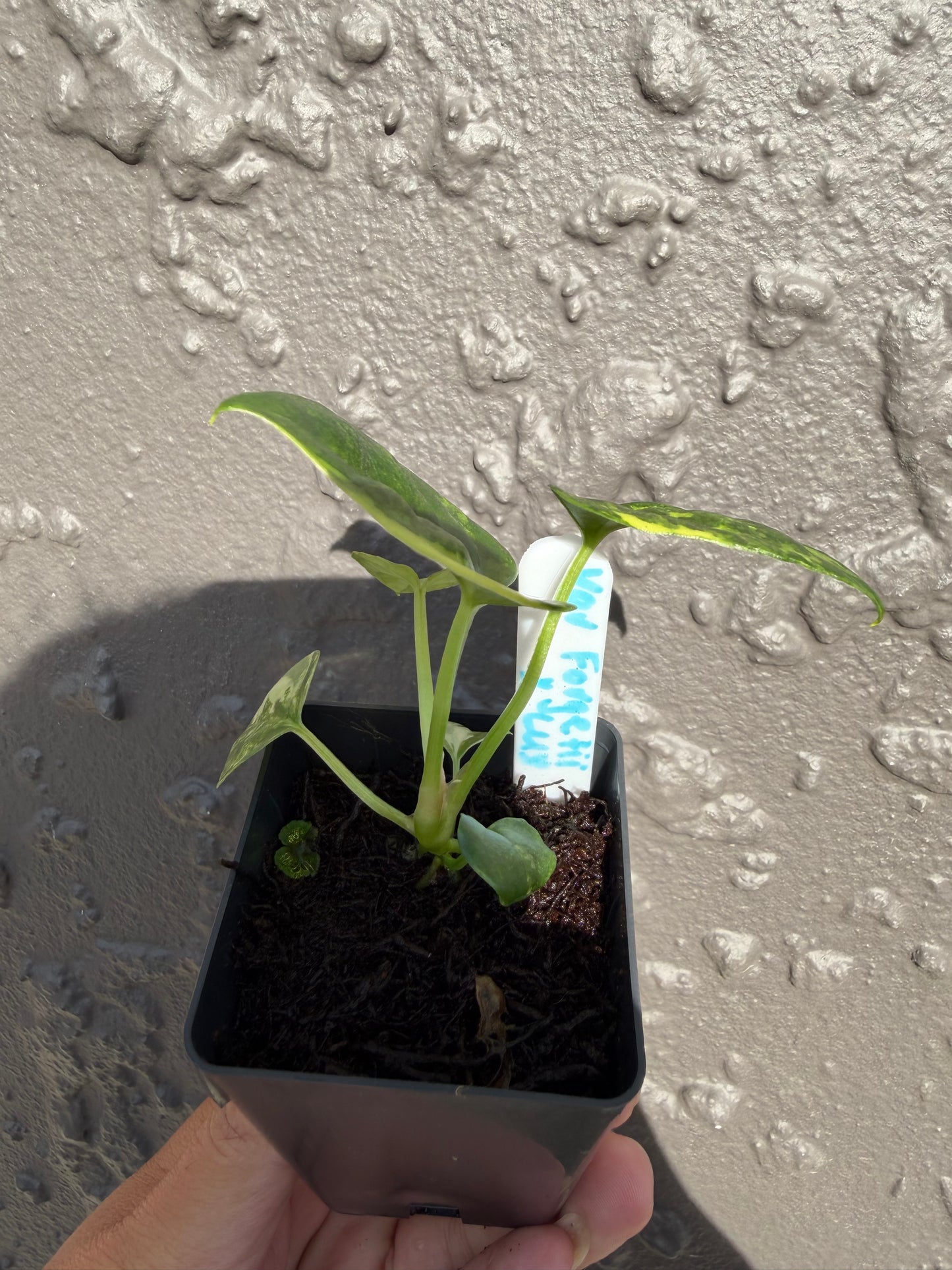 Variegated forgetii x lux (b)