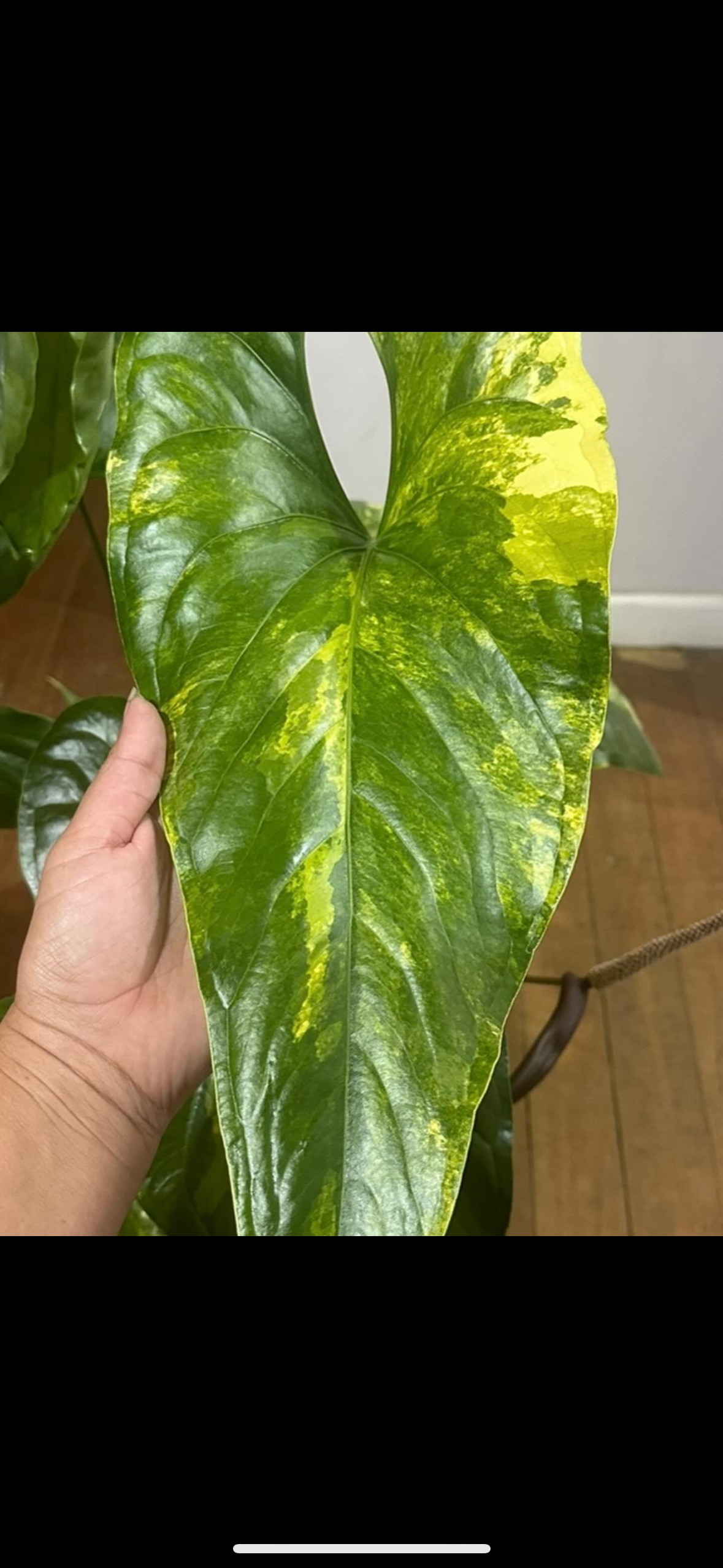 Anthurium Watermaliense (green)