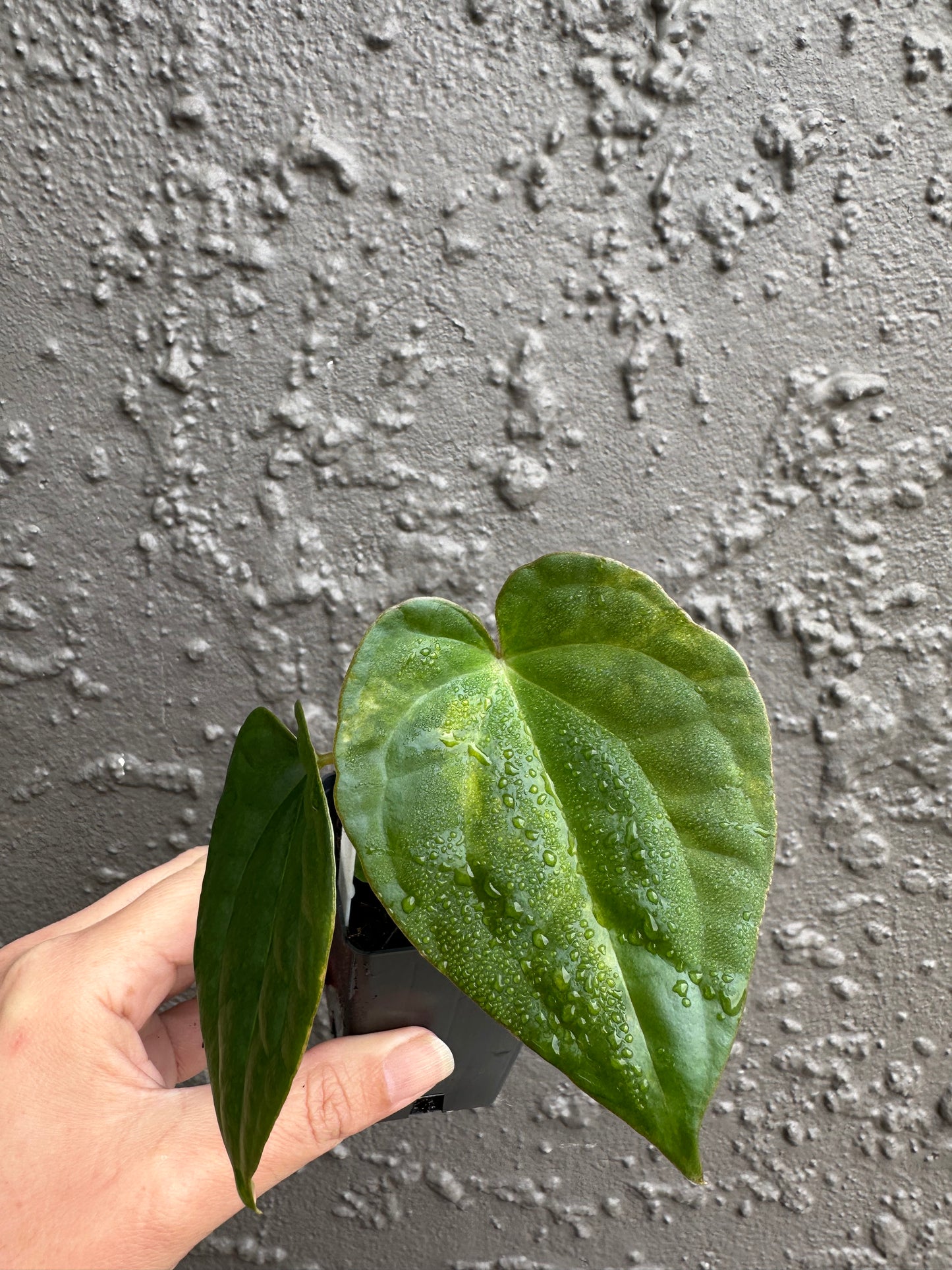 Variegated forgetii x lux (3)