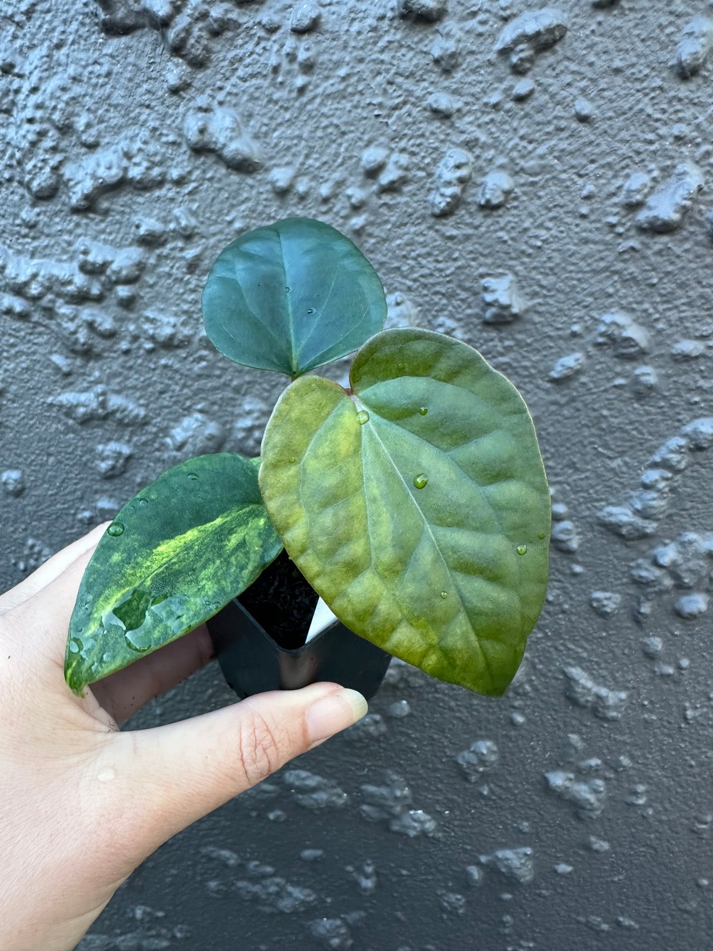 Variegated Forgetii x Luxurians (1)