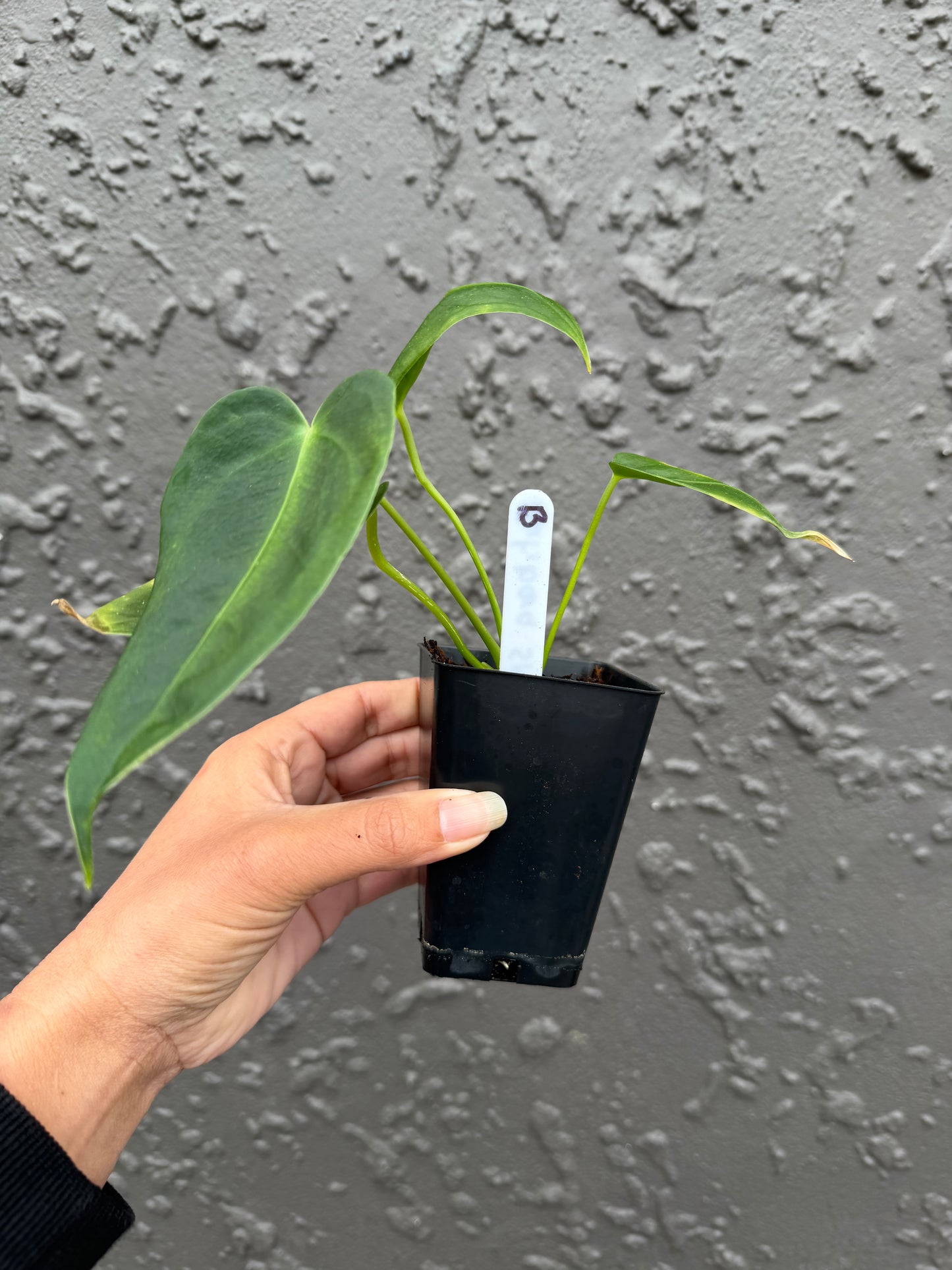 anthurium nutibara sp (b)