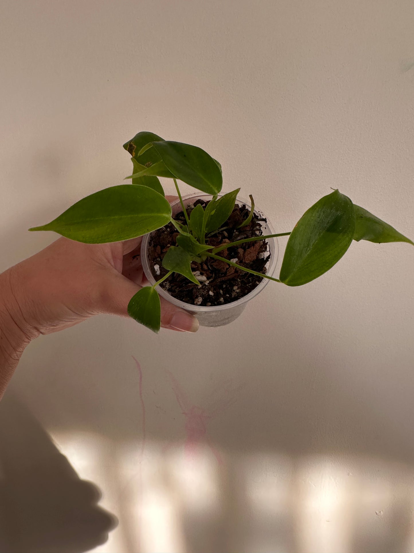 philodendron esmeraldense (e)