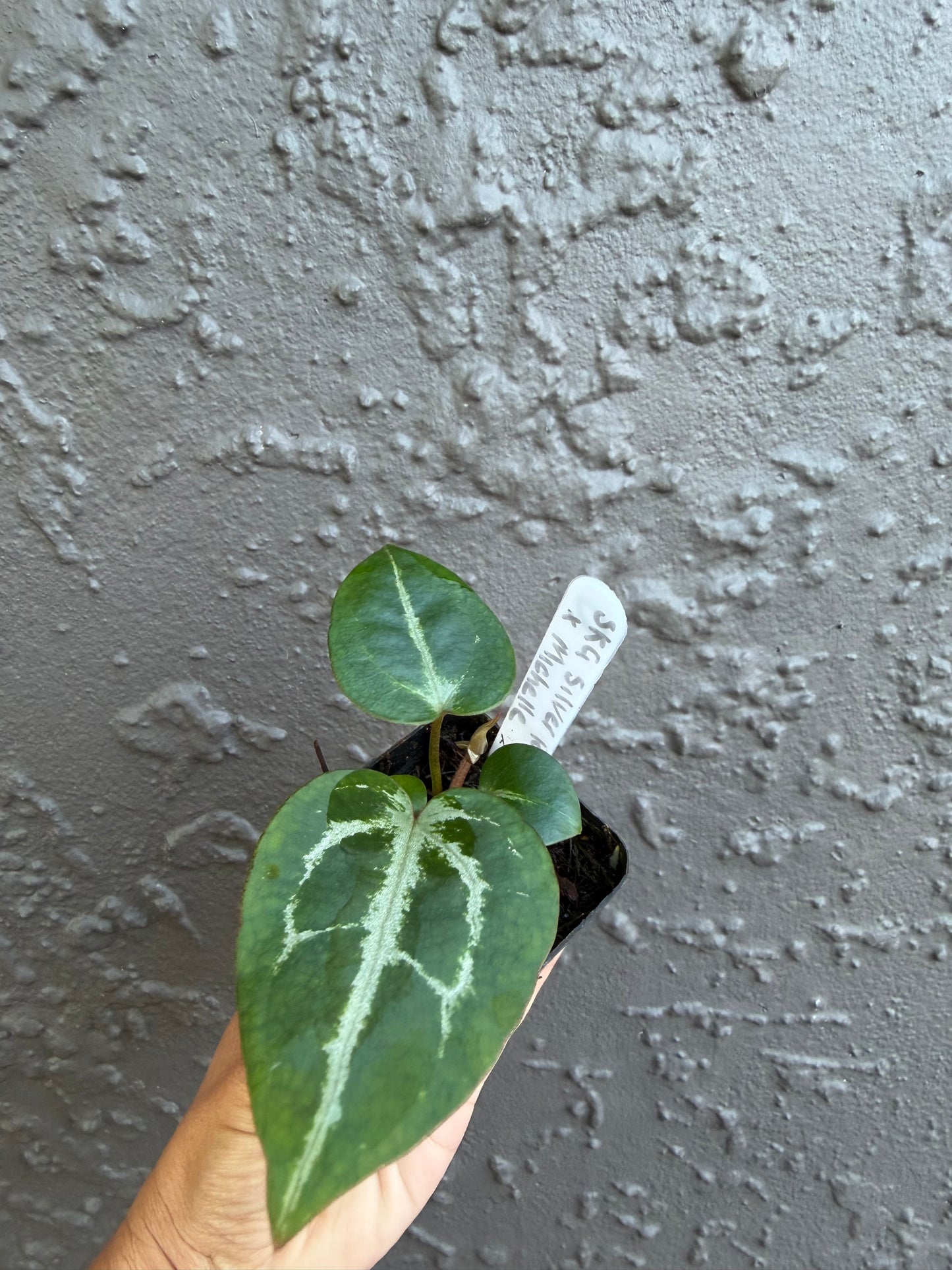 SKG Silver Red Crystallinum x Michelle-D