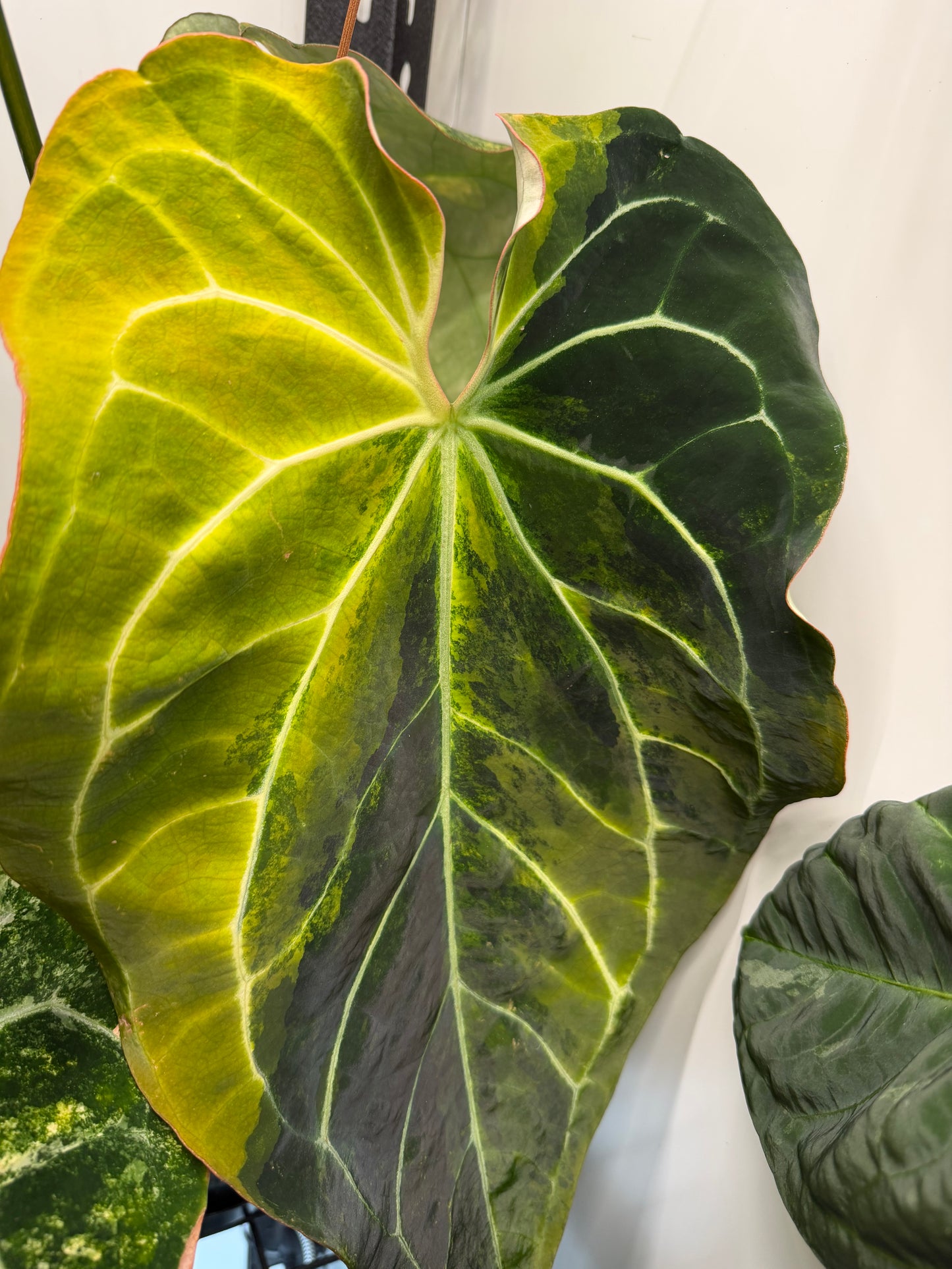 Variegated forgetii x lux (a)