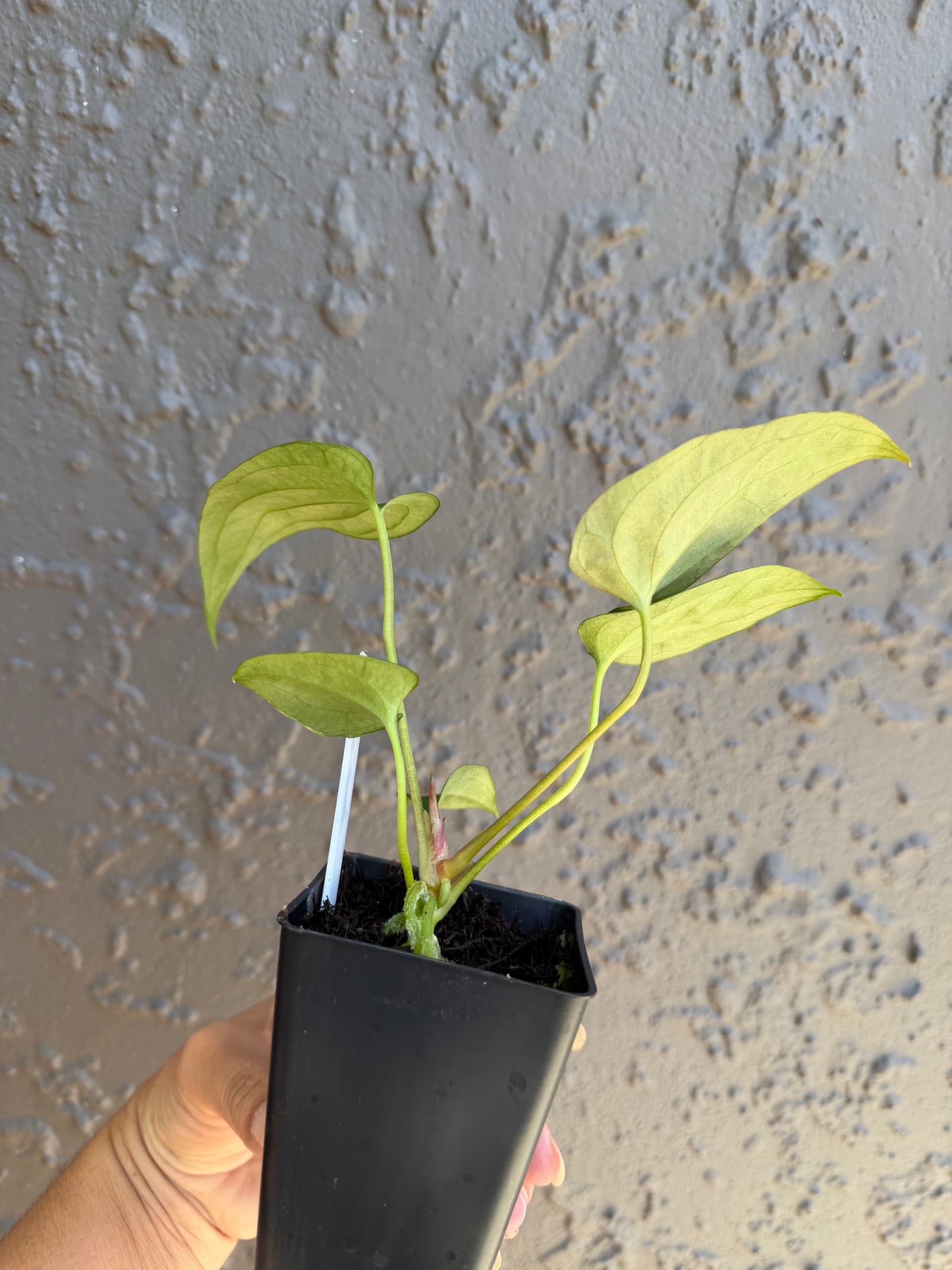 subsignatum x papi x calculus-1