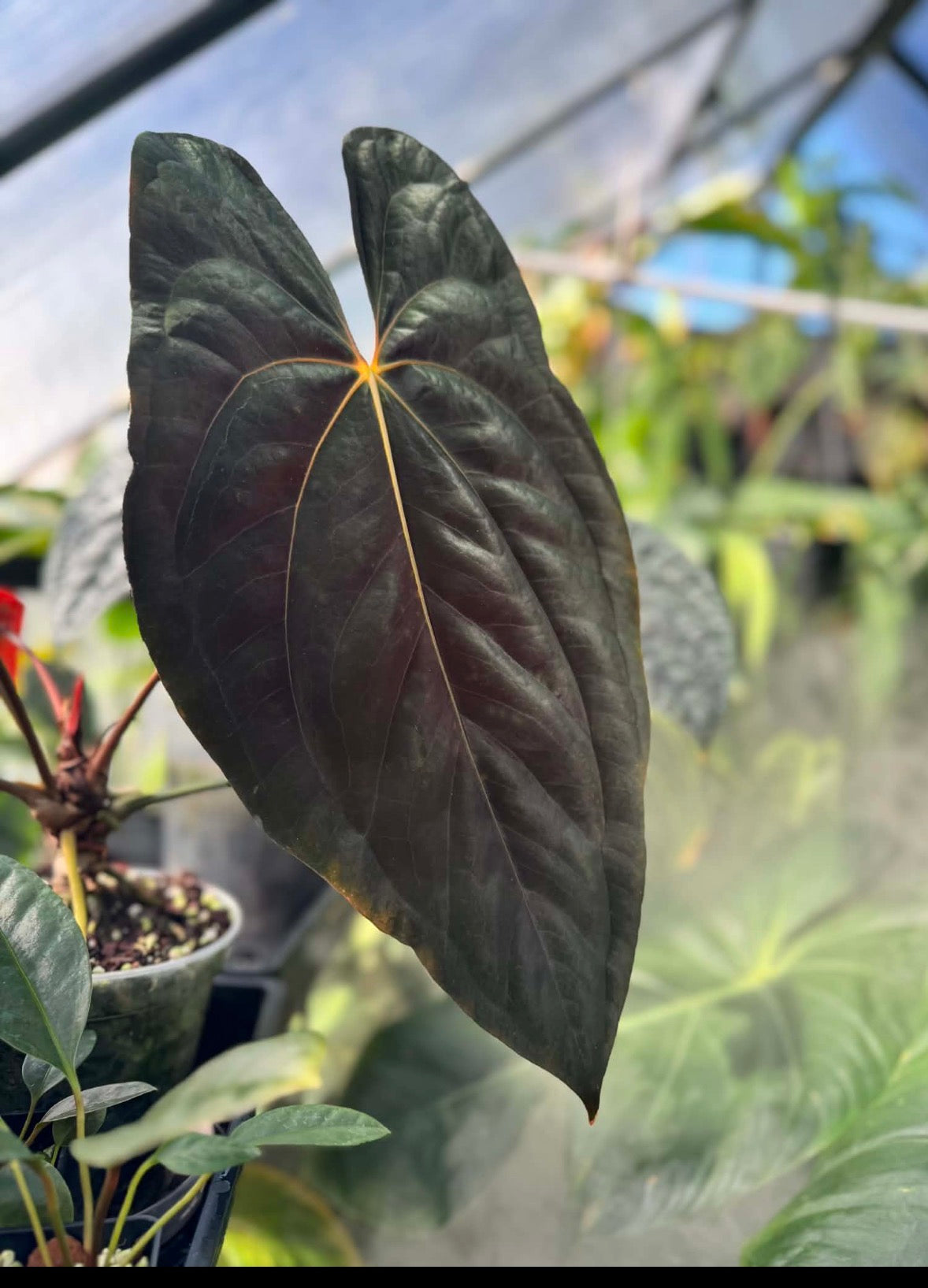 Anthurium Allure Solaris -3