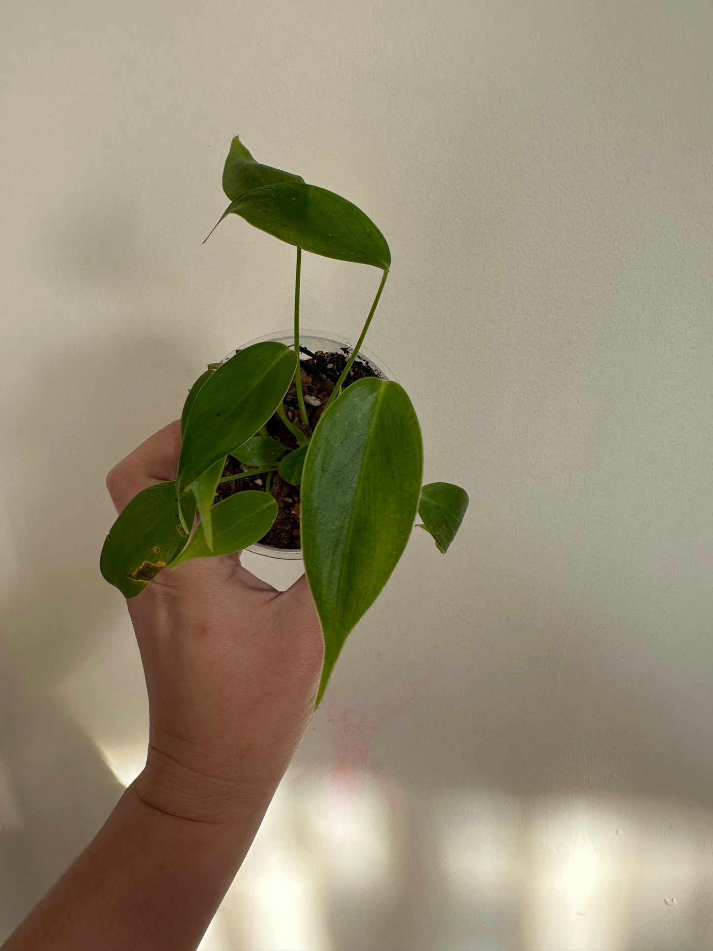 philodendron esmeraldense (e)