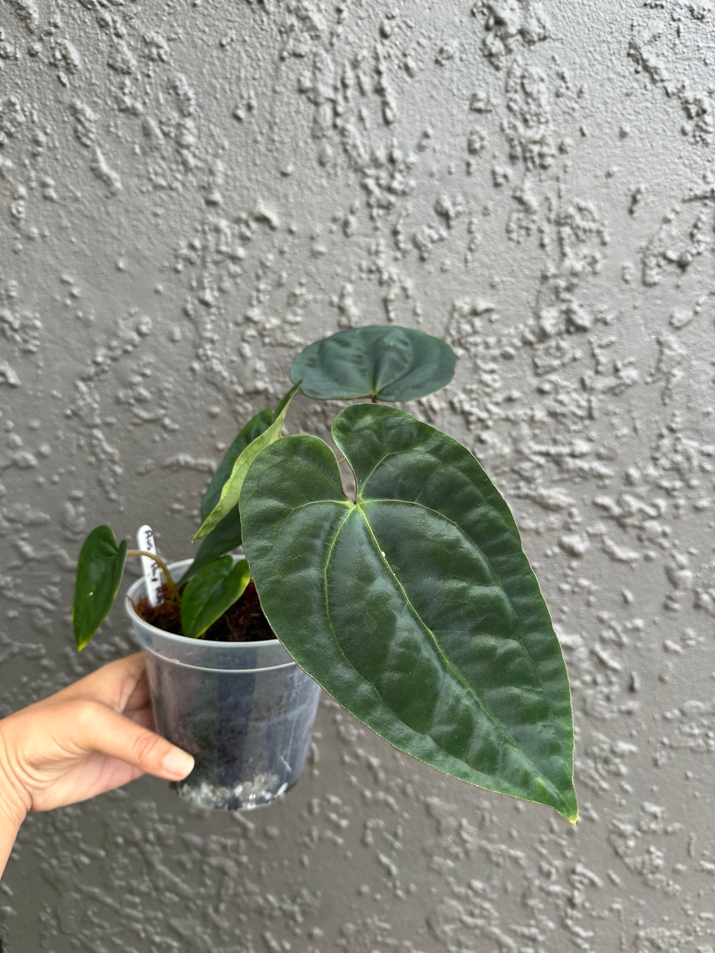 AoS x papi RA6
