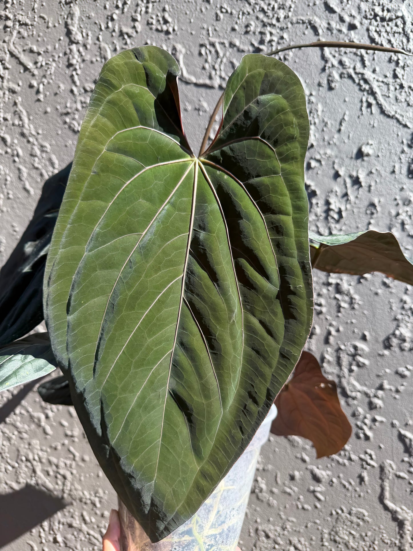 Golden Haze -green form