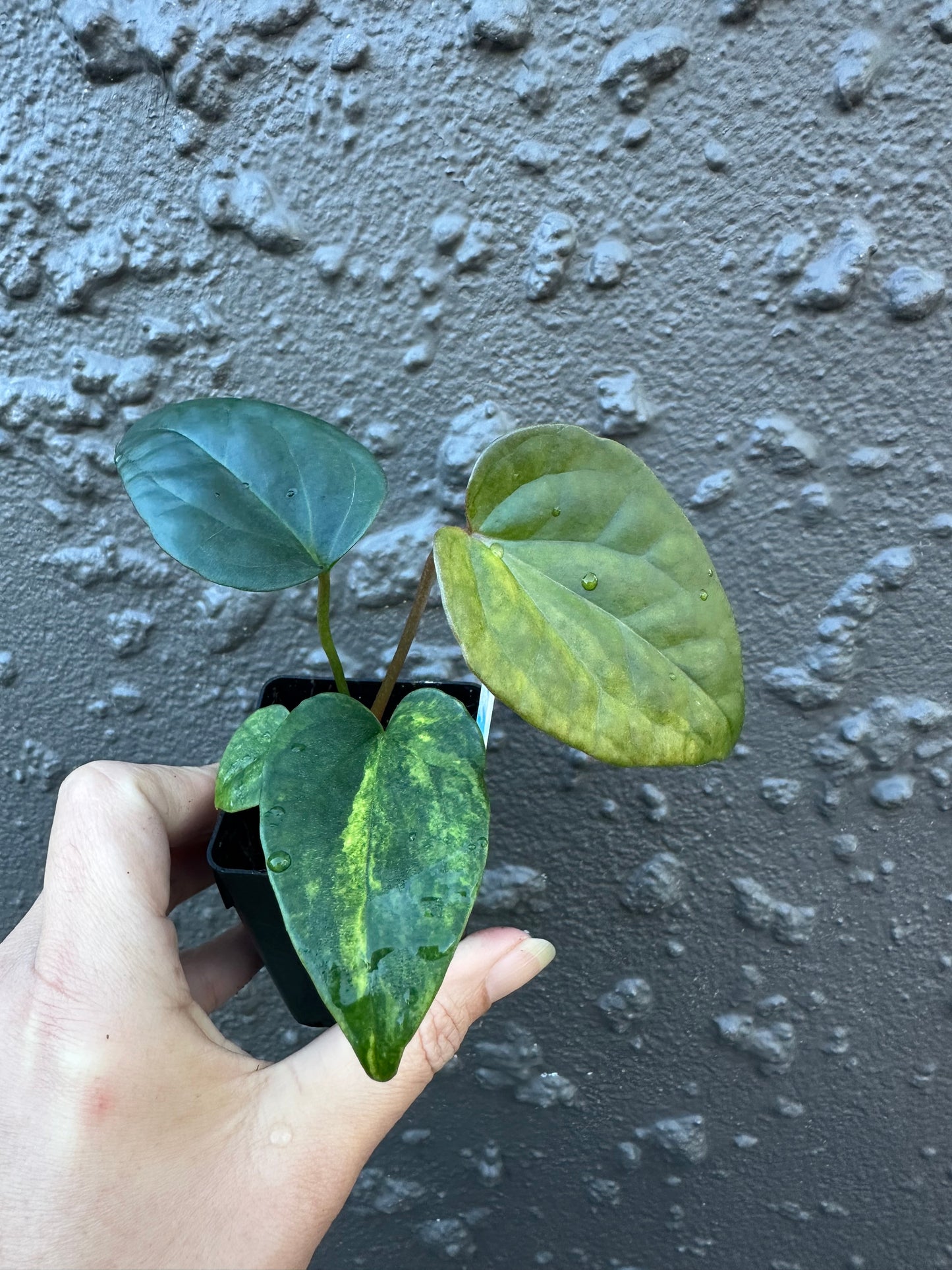 Variegated Forgetii x Luxurians (1)