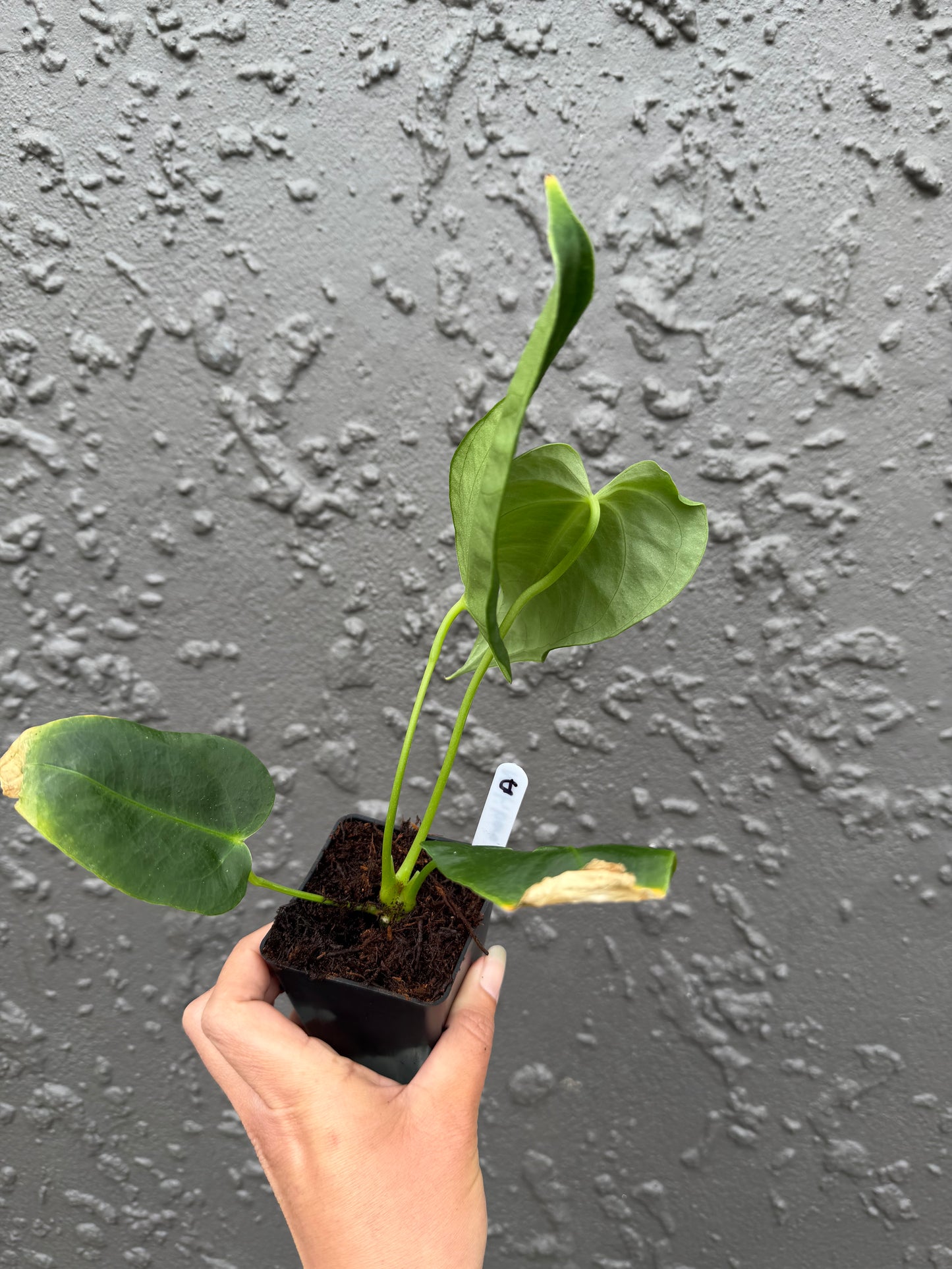 anthurium nutibara sp (a)