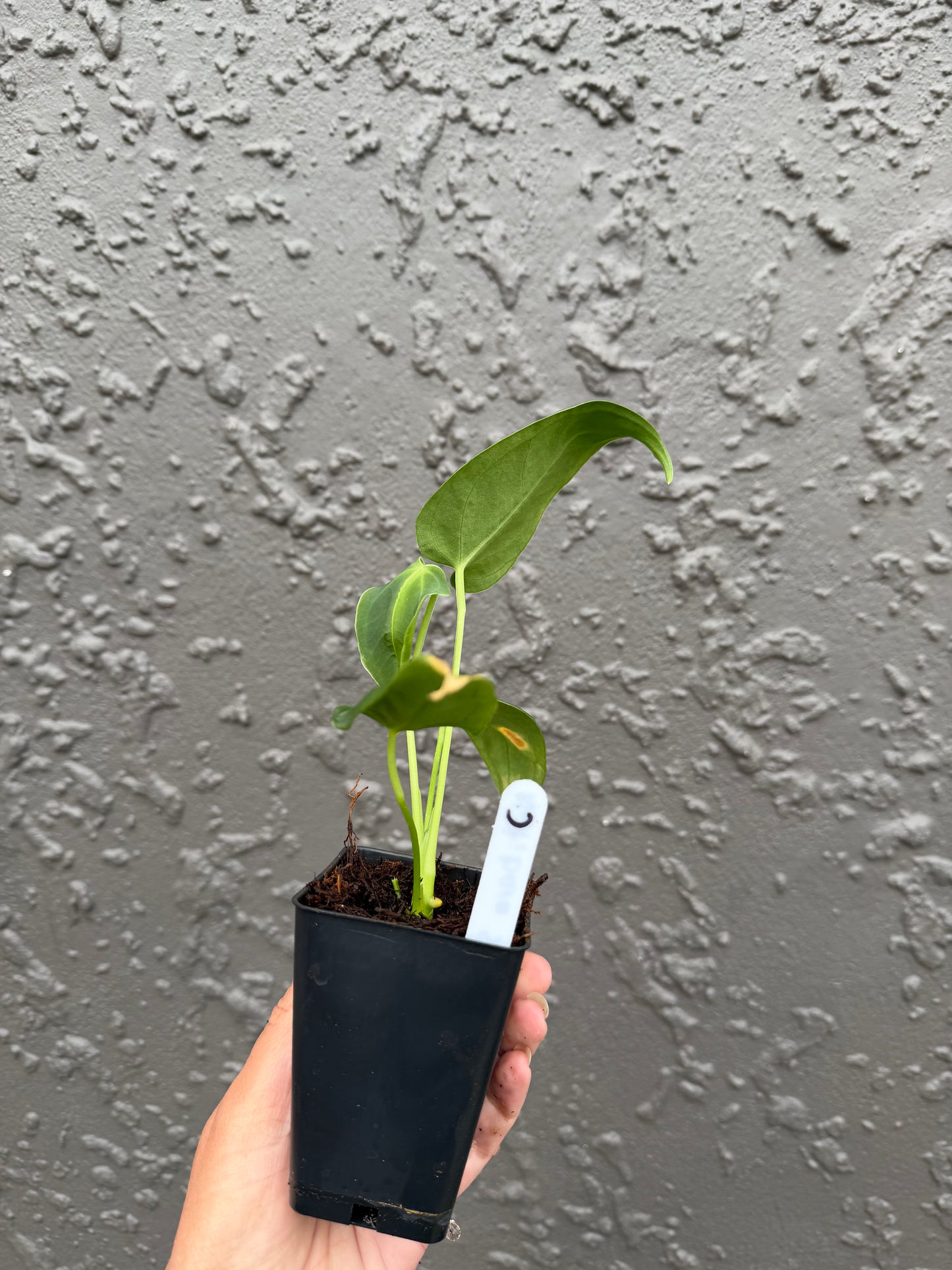 anthurium nutibara sp (c)