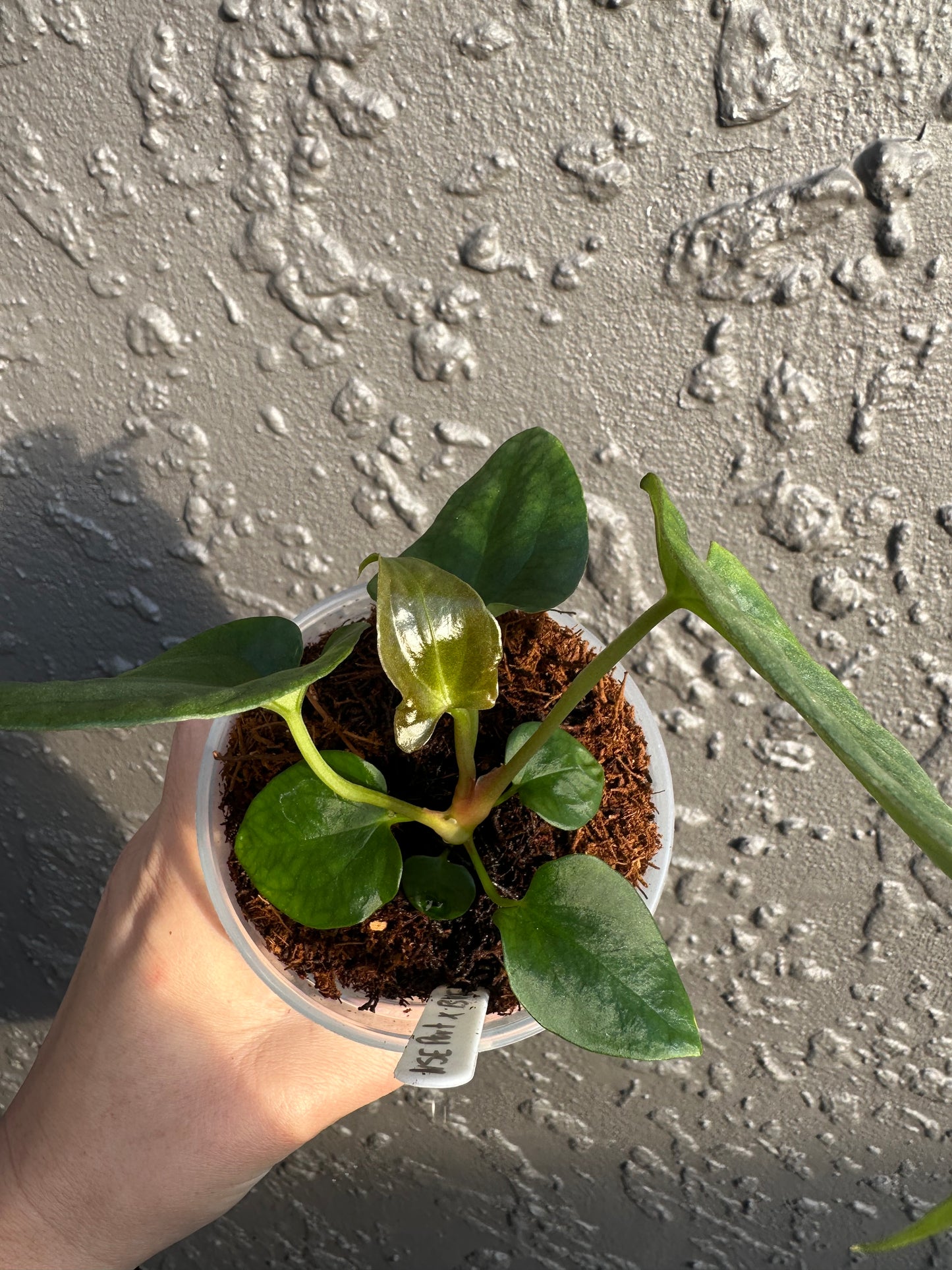 NSE Portillae x Antolakii (b)